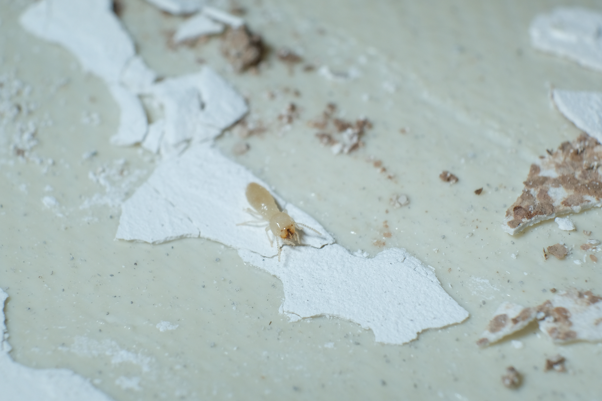 termite workers, small termites, dry-wood termites live on the c