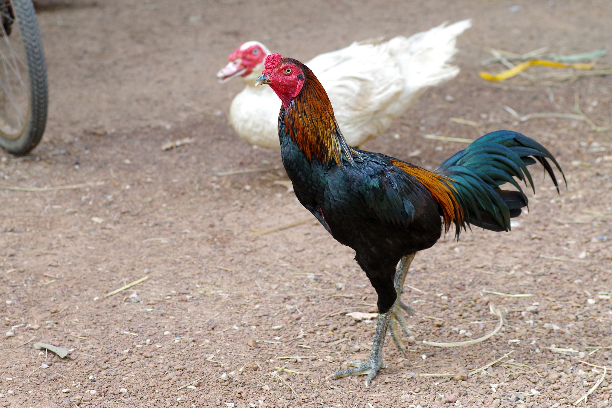 thai cock and chicken in farm