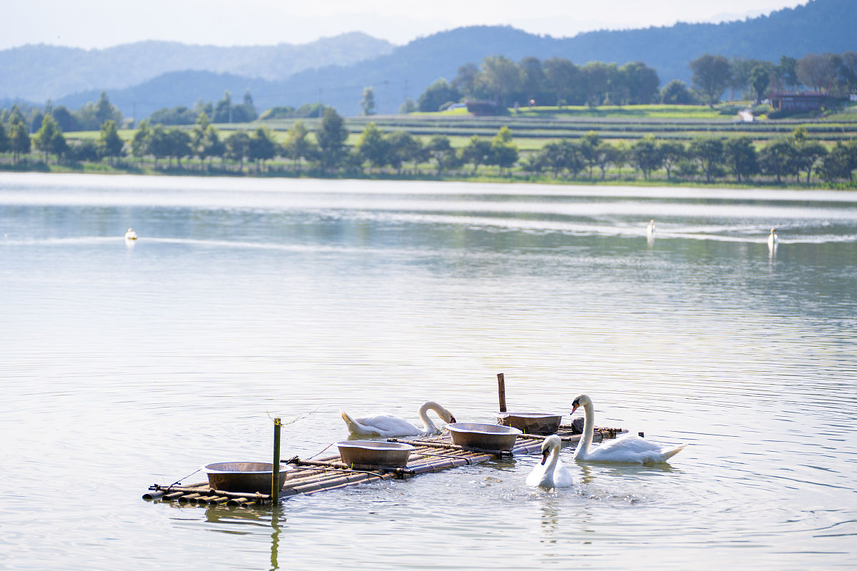 浙江省温州市永嘉县楠溪江水域可以养鸭子吗帮我用180字详细描述