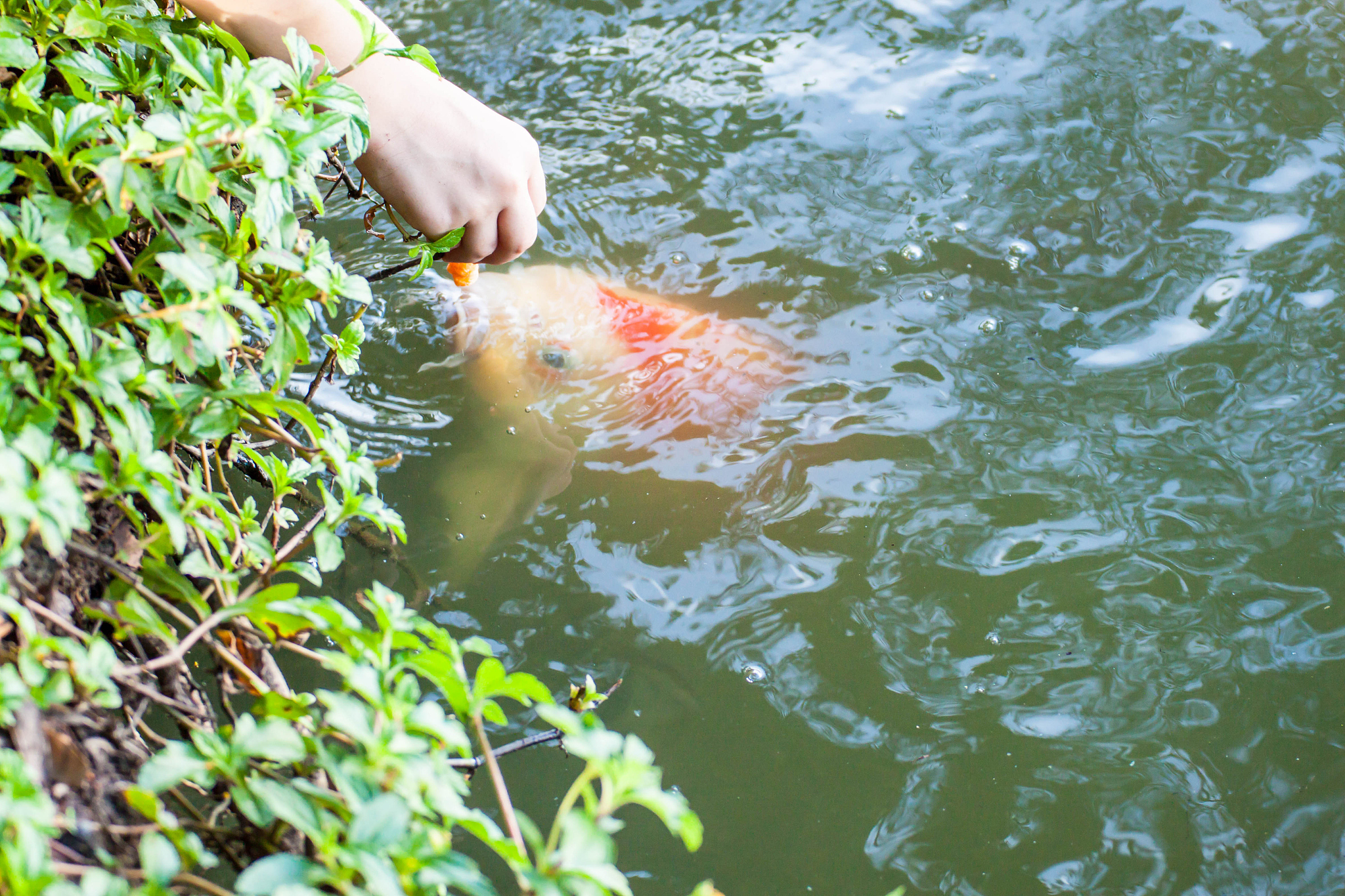 西昌学院实习日记：鱼类养殖第一天的收获与感悟