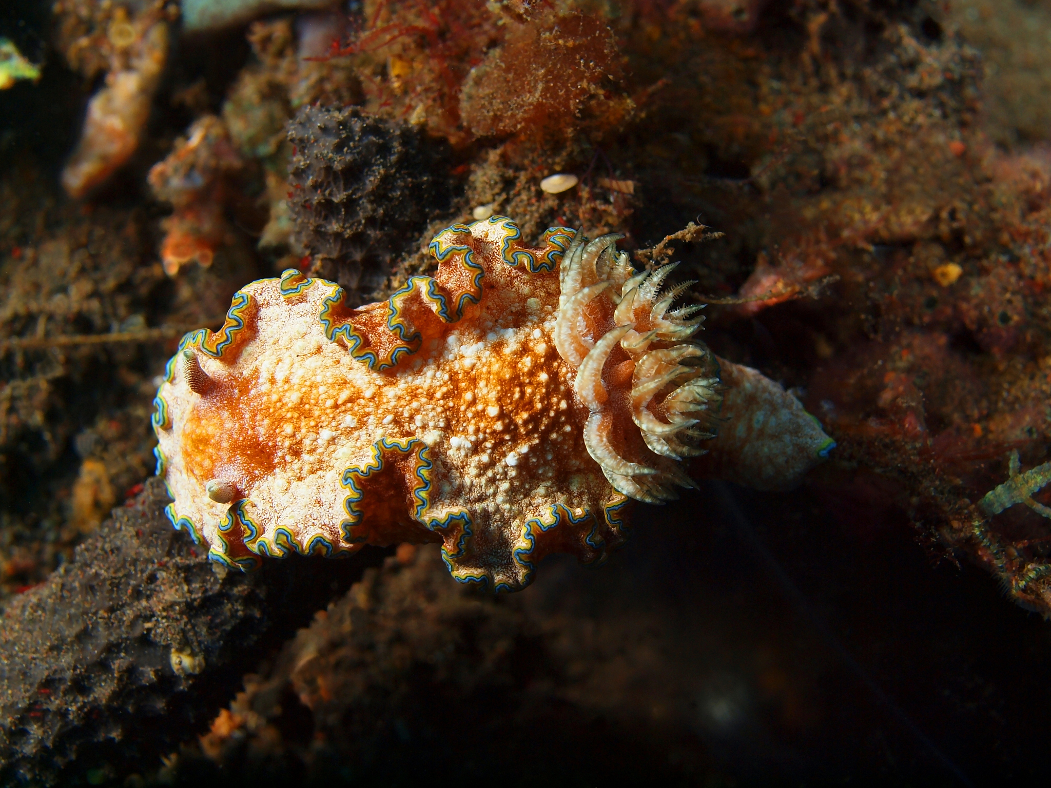 Bacteroides、Escherichia-Shigella、Faecalibacterium、Prevotella、Blautia和Klebsiella这几个菌属分别属于什么门？