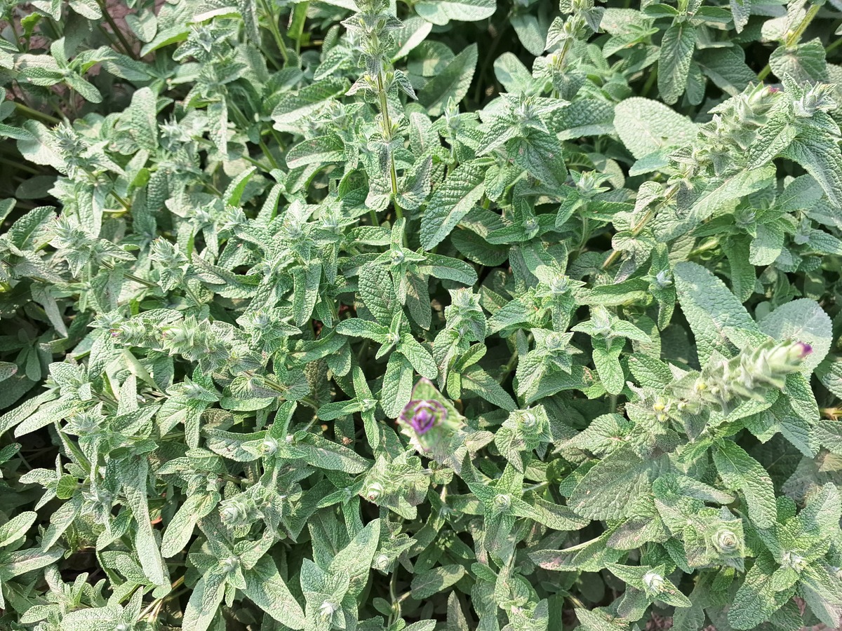 7种常见野菜的拉丁学名：蓟菜、艾草、苦荬菜、车前草、酸模、灰藜、蒲公英