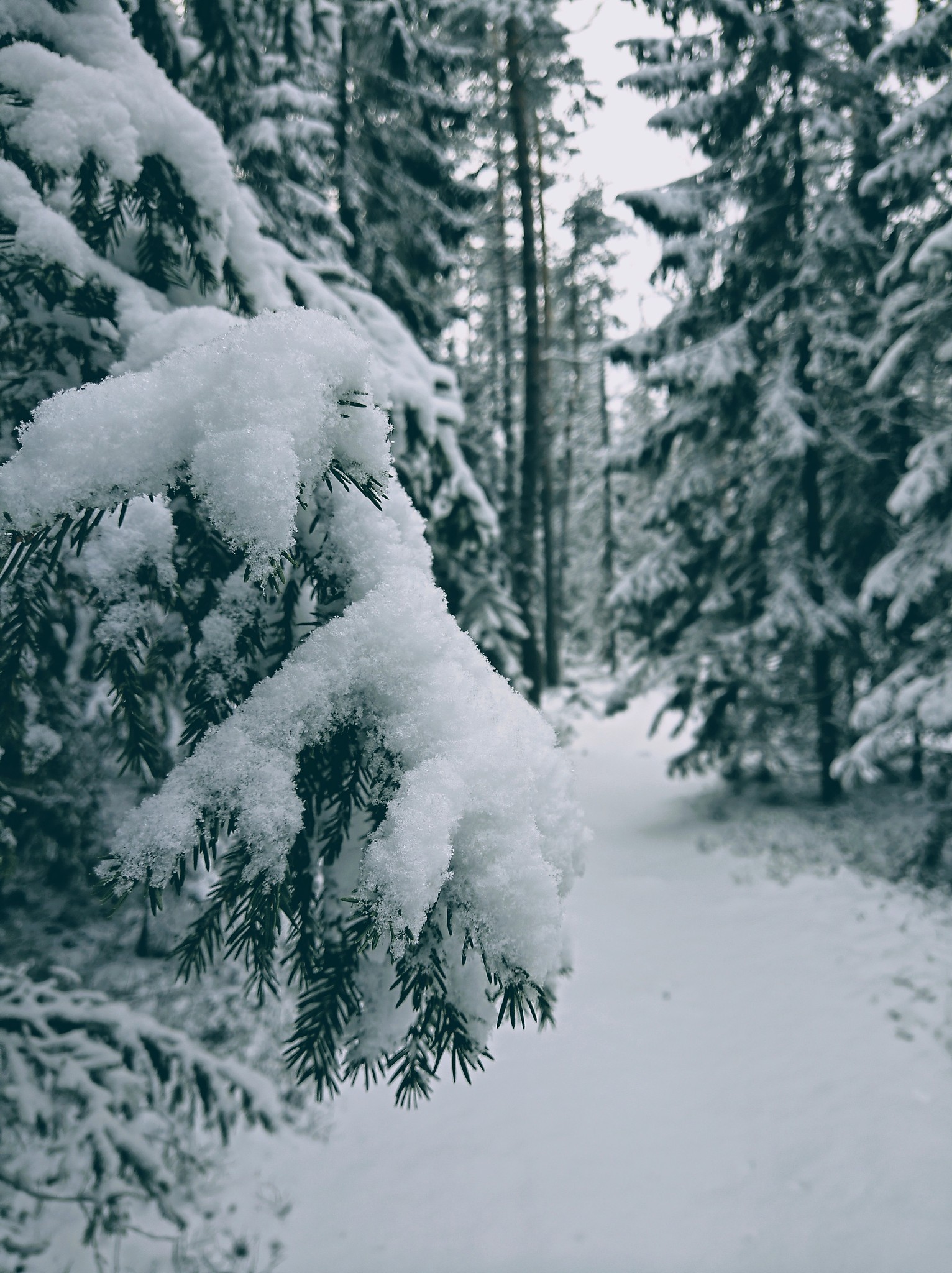 冬日雪景：茂林白雪，清冽宁静