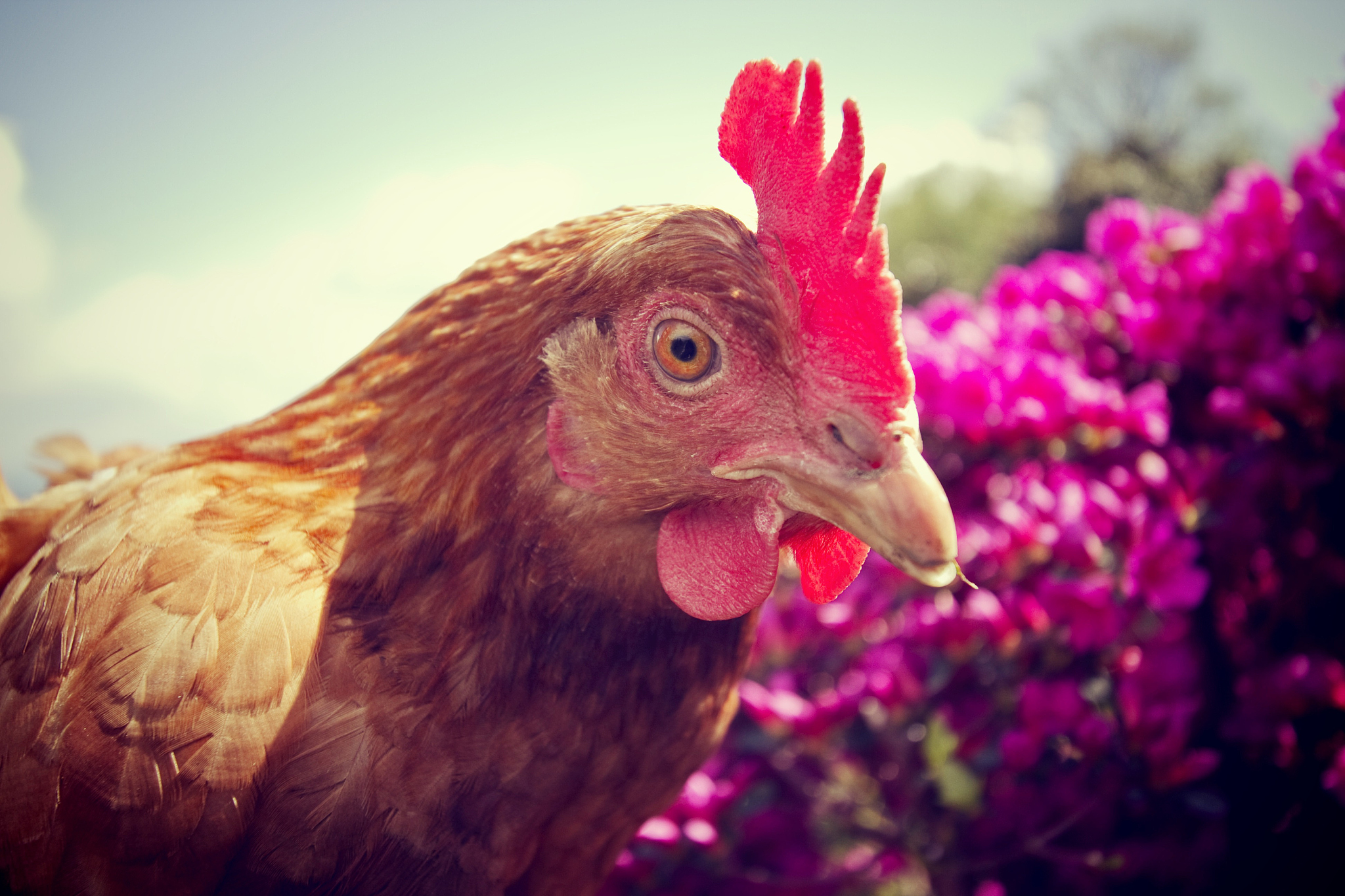 a hen
