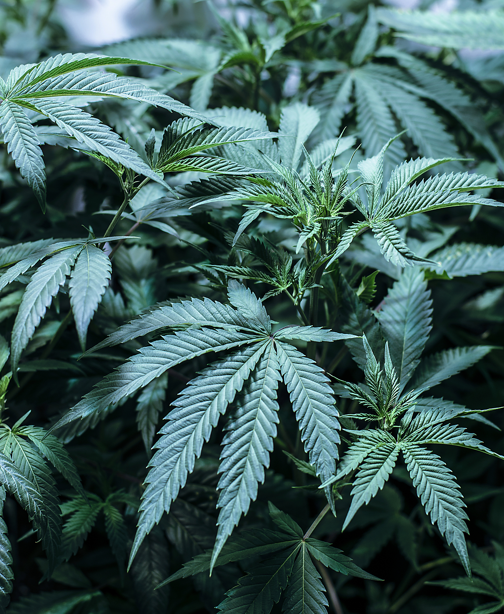 live cannabis macro bud shot