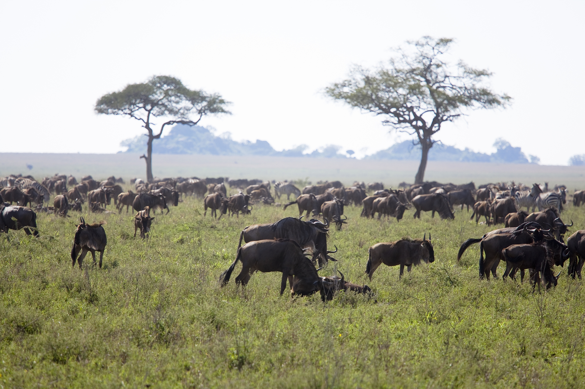 herd of wildebeests tanzania