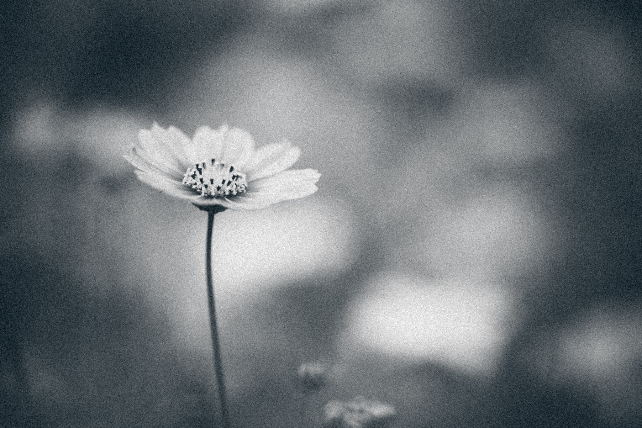 原来真正的释怀是连狠都没有了再回过头去看他真的很一般 。为题写一篇文案要符合题意、煽情一些