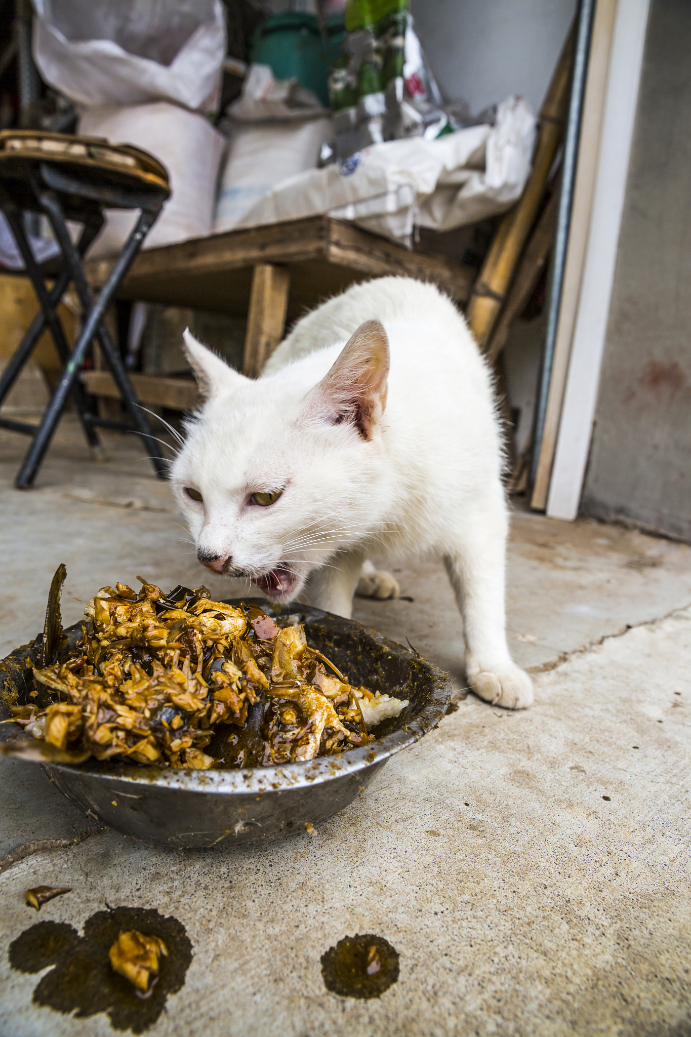 猫猫安葬方式：埋葬、火化或宠物墓地