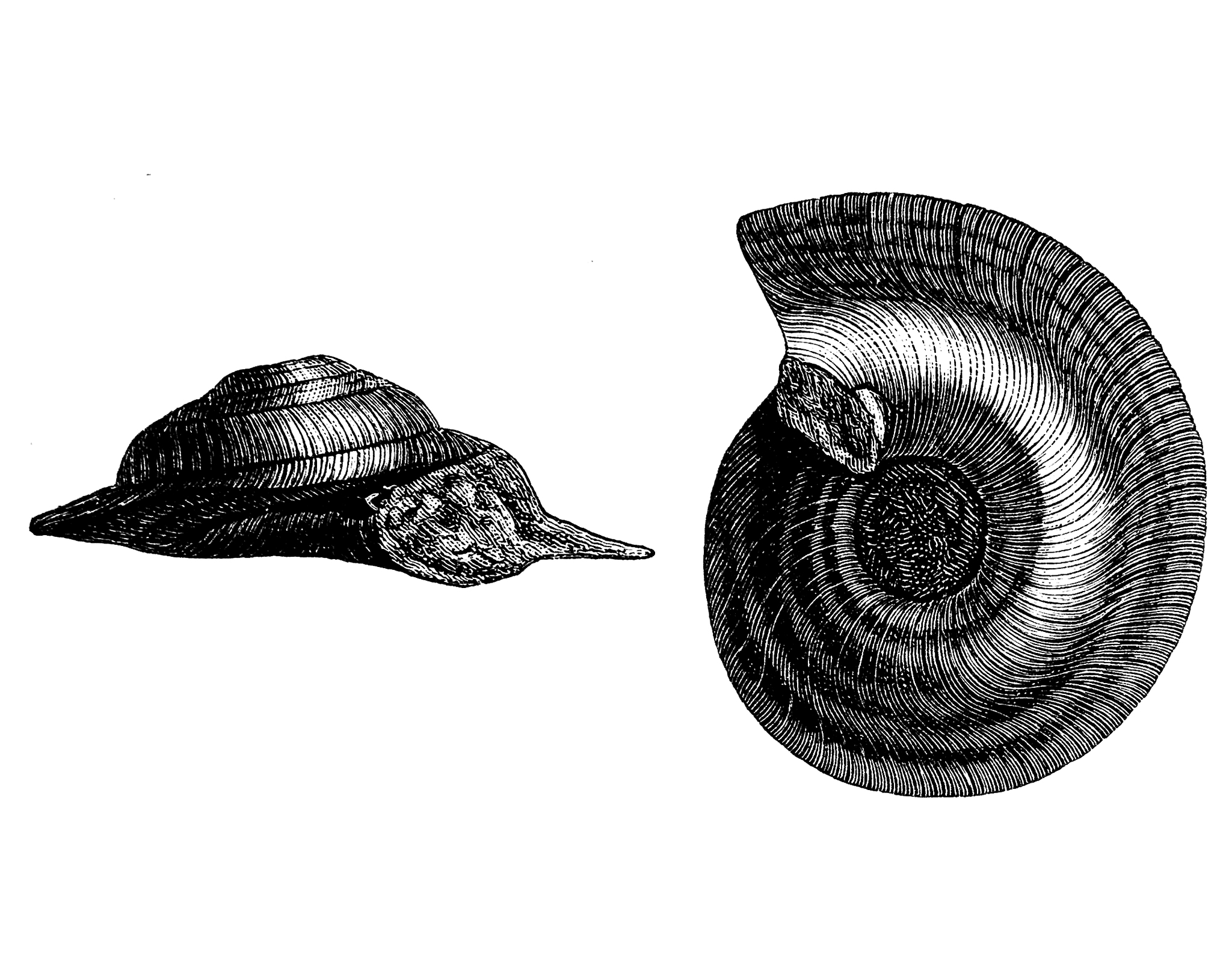 你好您好！有什么可以帮到您呢？螺旋线是按照黄金比例的吗？