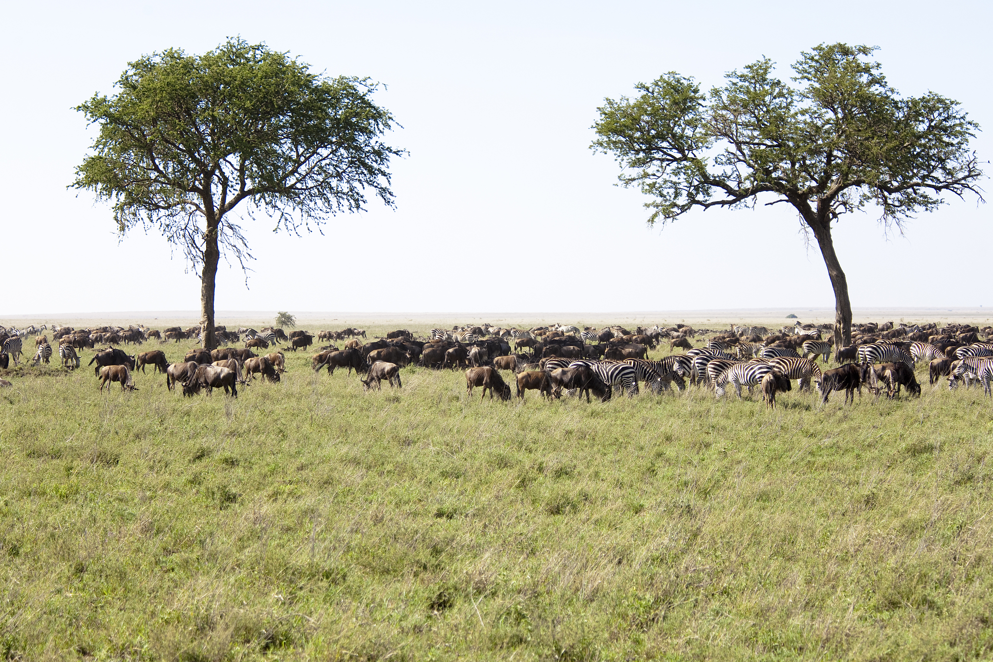 herd of wildebeests and zebras in serengeti  near trees