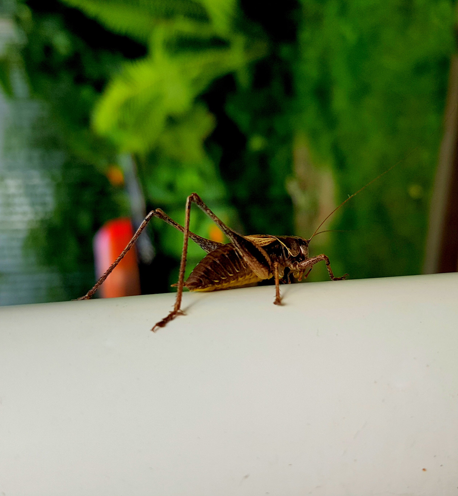 昆虫记：南方昆虫蚱蜢的叫声与夏日