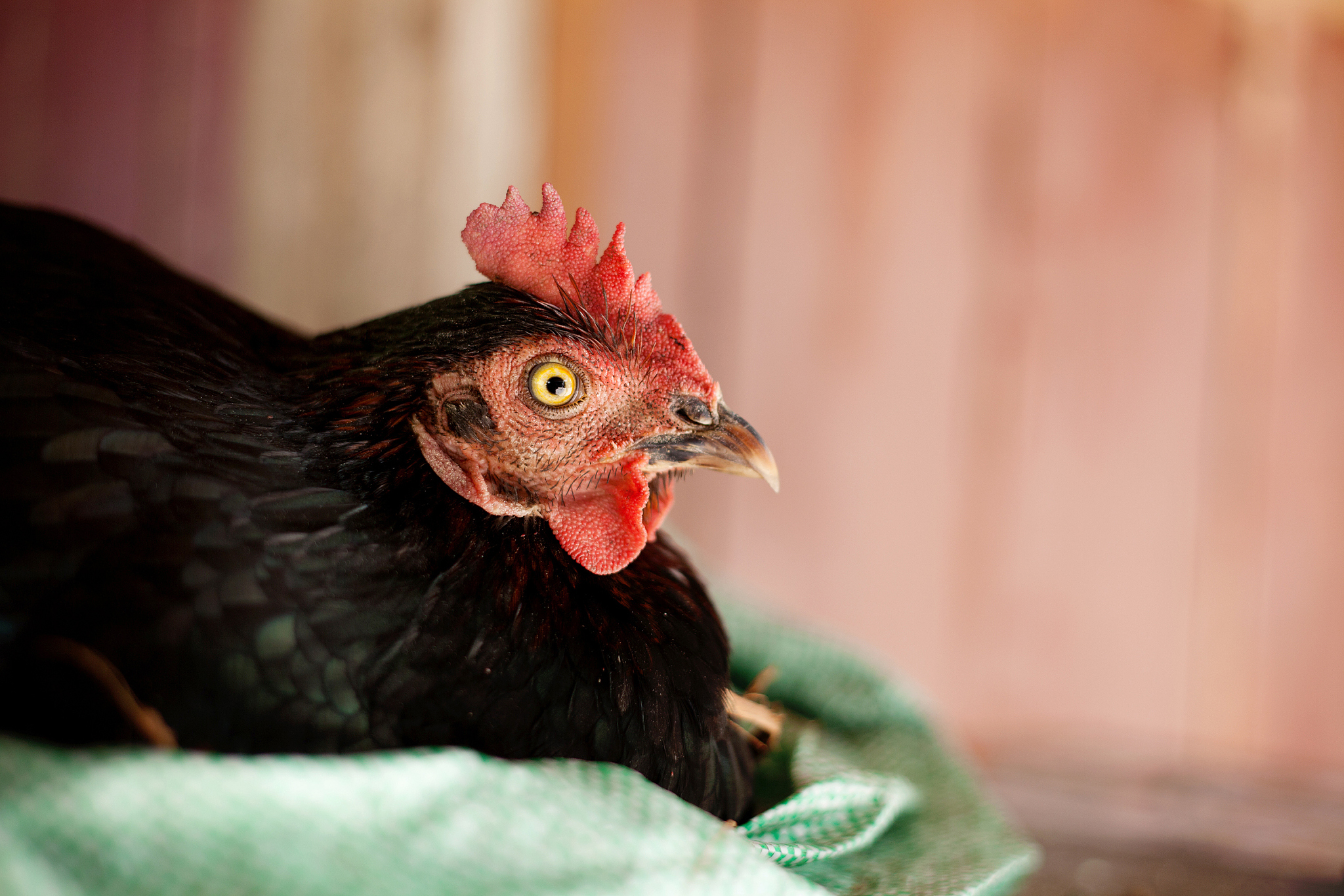 chicken eye
