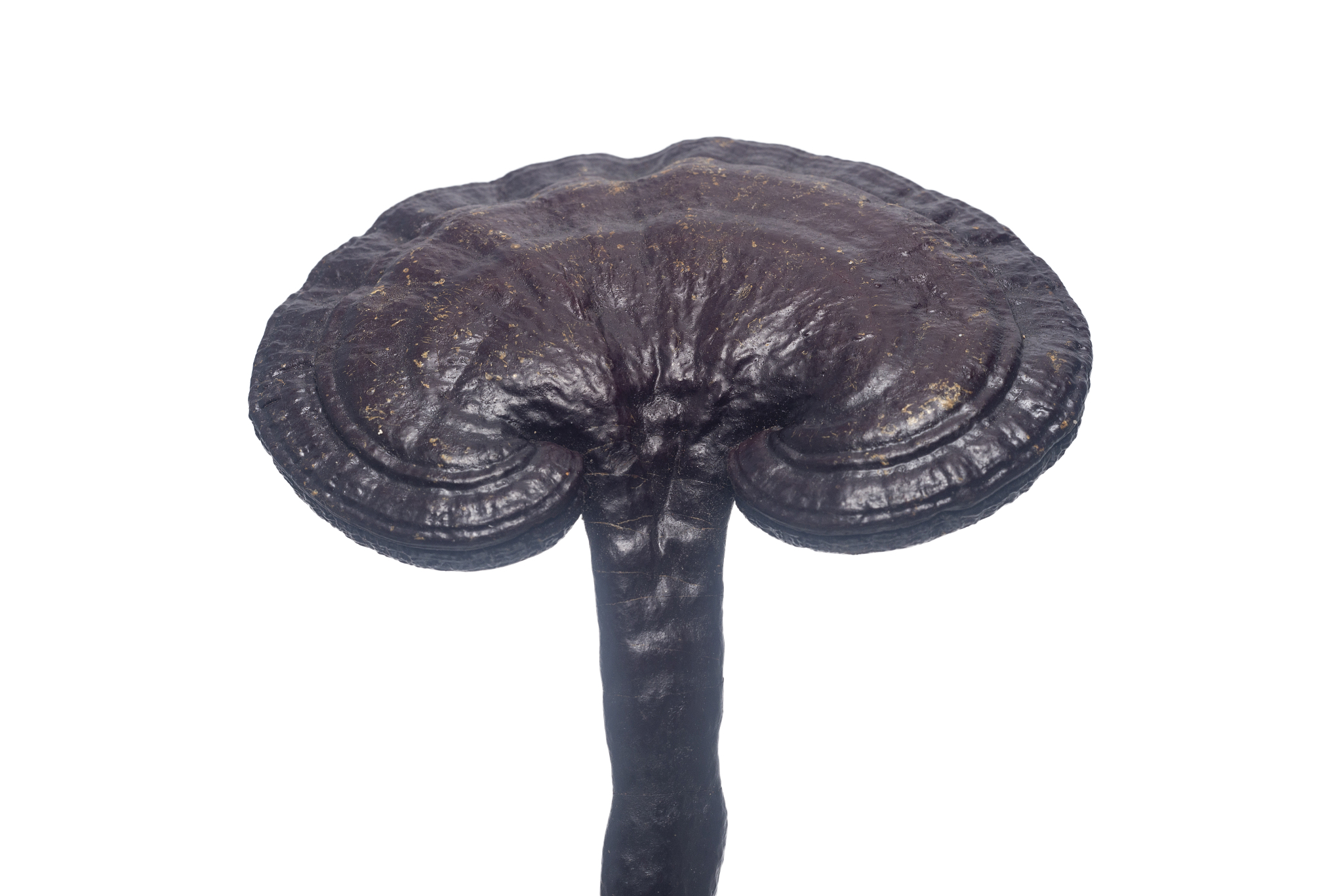 灵芝柔润护肤液功效：抗氧化、修复、保湿、抗炎、调节肤色