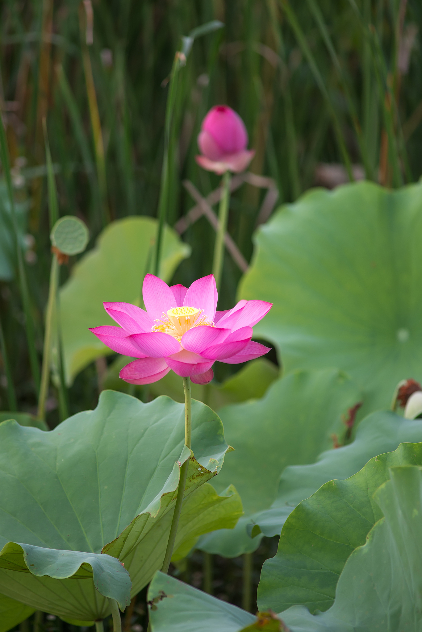 blooming lotus flower