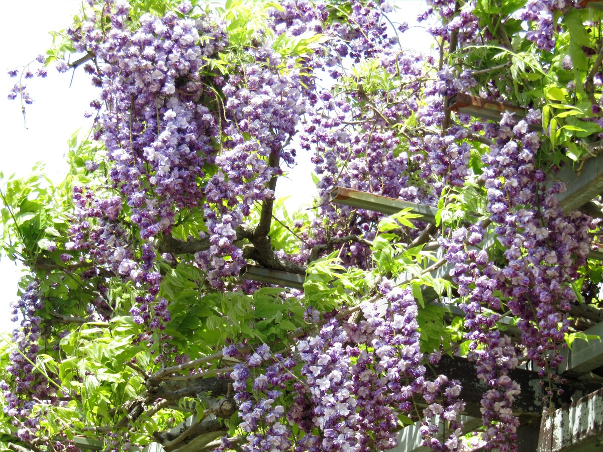 校园紫藤花廊：四季美景，美好回忆