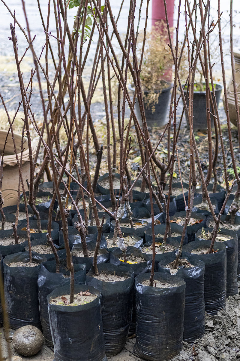 樱桃树苗最佳移栽时间：春季或秋季？