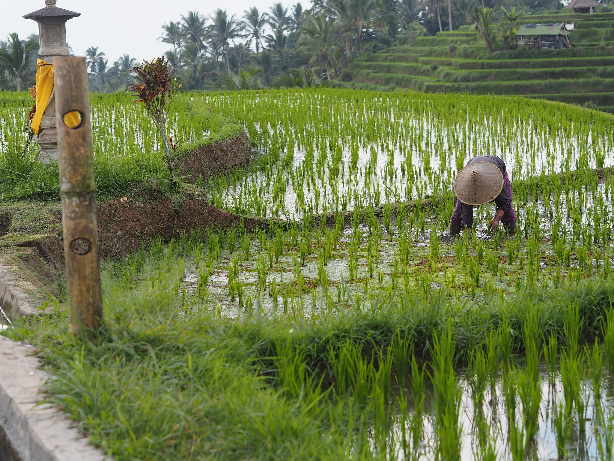论述横山县水稻常见病虫害防治工作中应该加强水稻病虫害防治体系建设不少于500字。