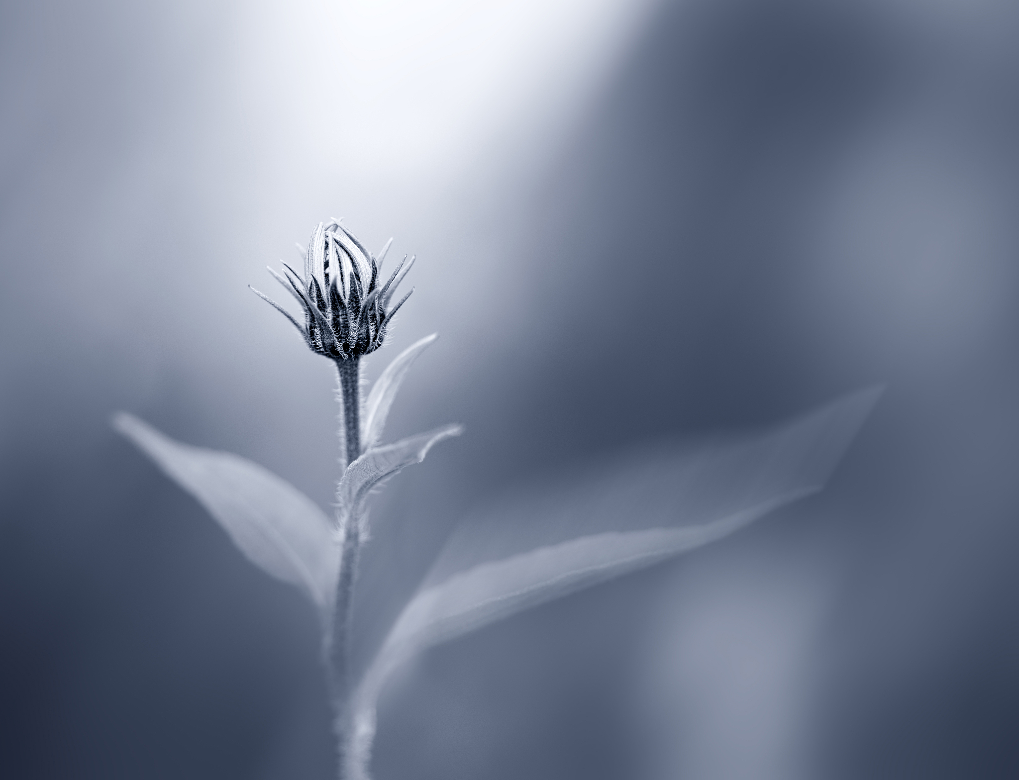 人生的悲哀：一首关于命运与坚强的诗