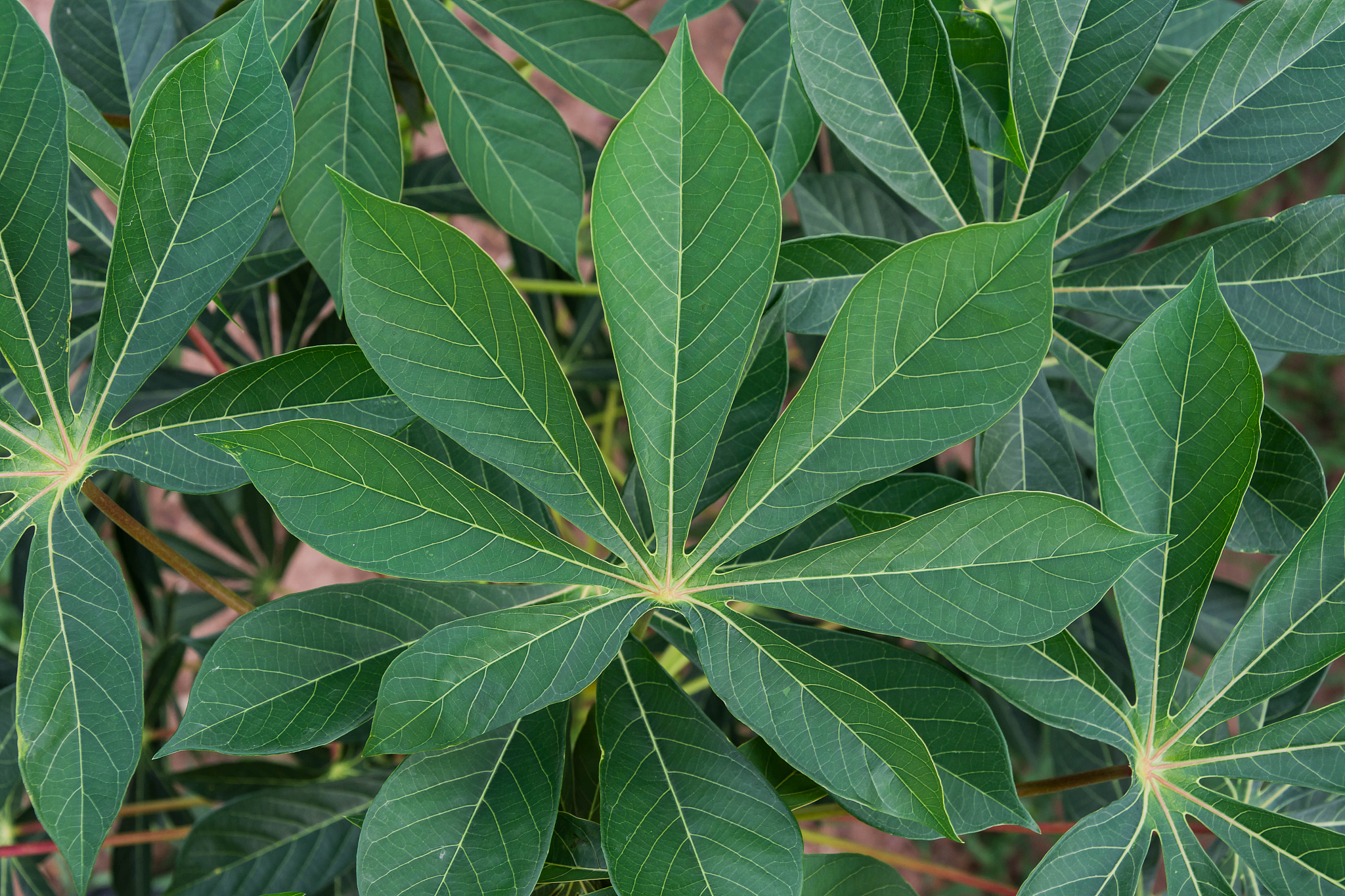 cassava plants