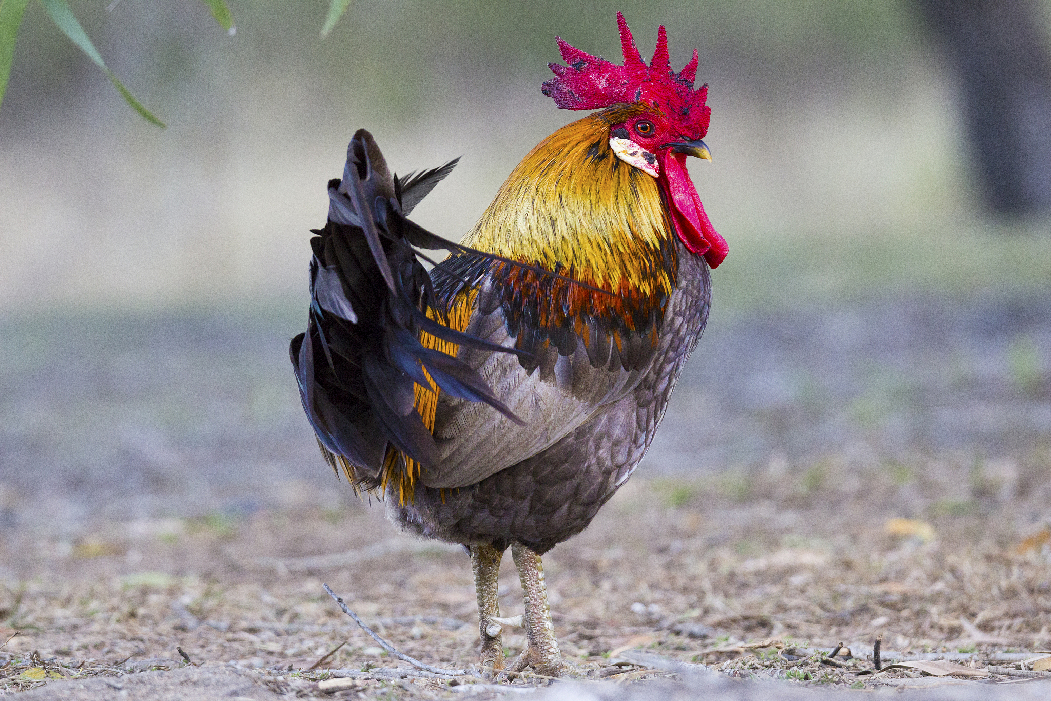 colorful rooster looking at the camera.
