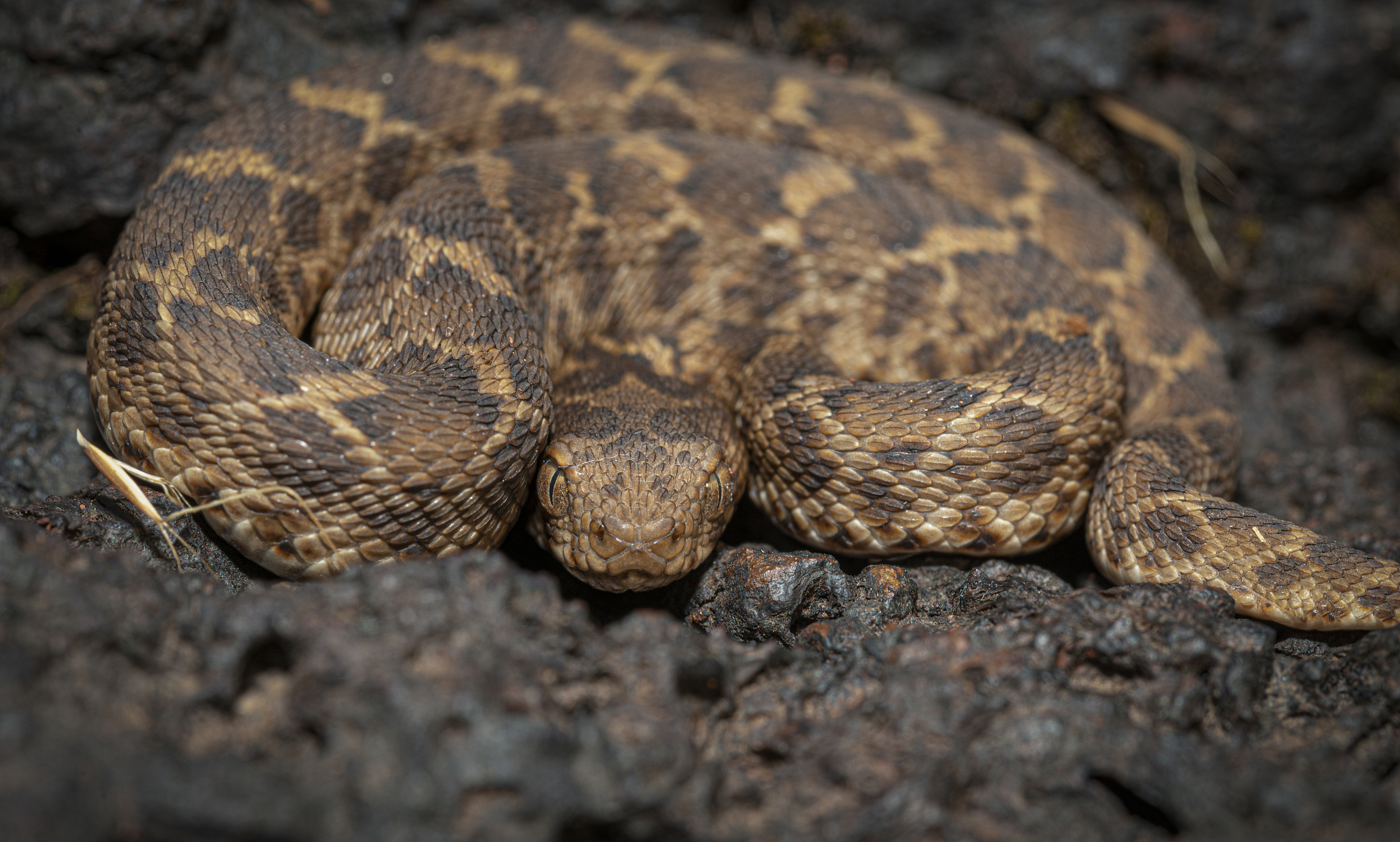 highly venomous saw-scaled viper seen at satara,maharashtra,indi