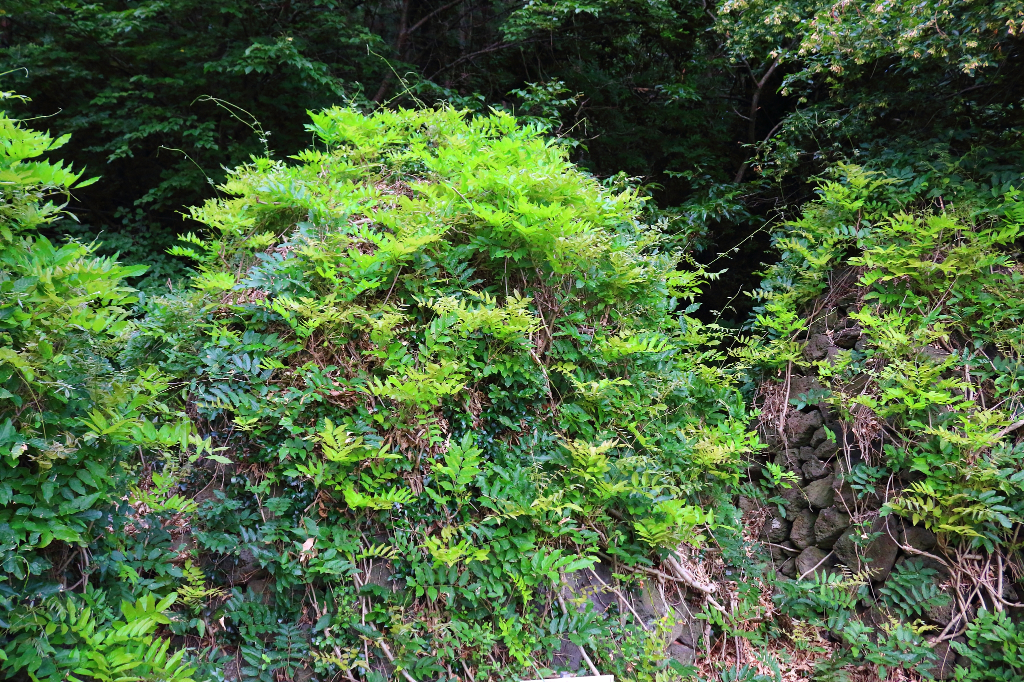 la arboretum, parks, forests, forest,