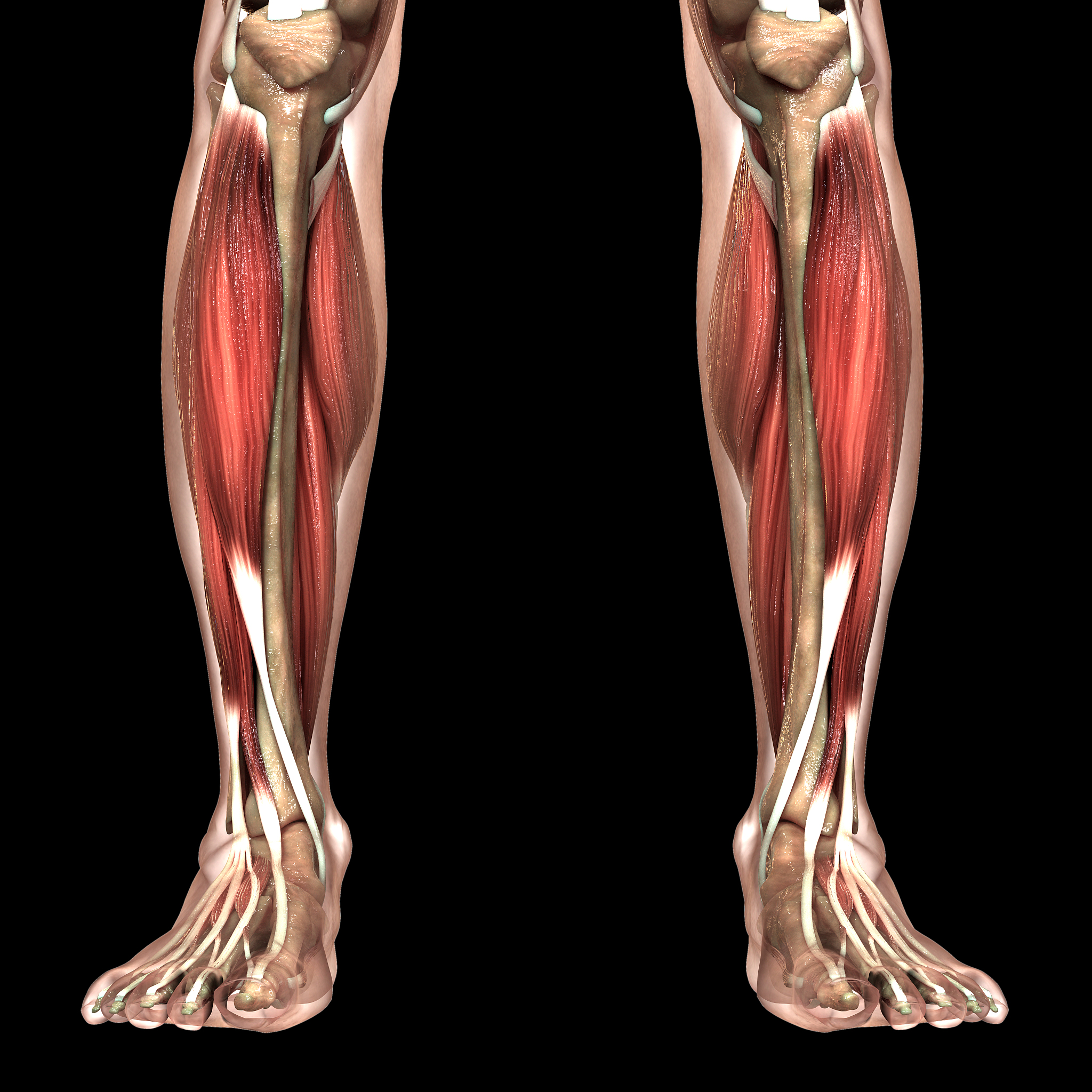 label nose_x nose_y left_shoulder_x left_shoulder_y right_shoulder_x right_shoulder_y left_elbow_x left_elbow_y