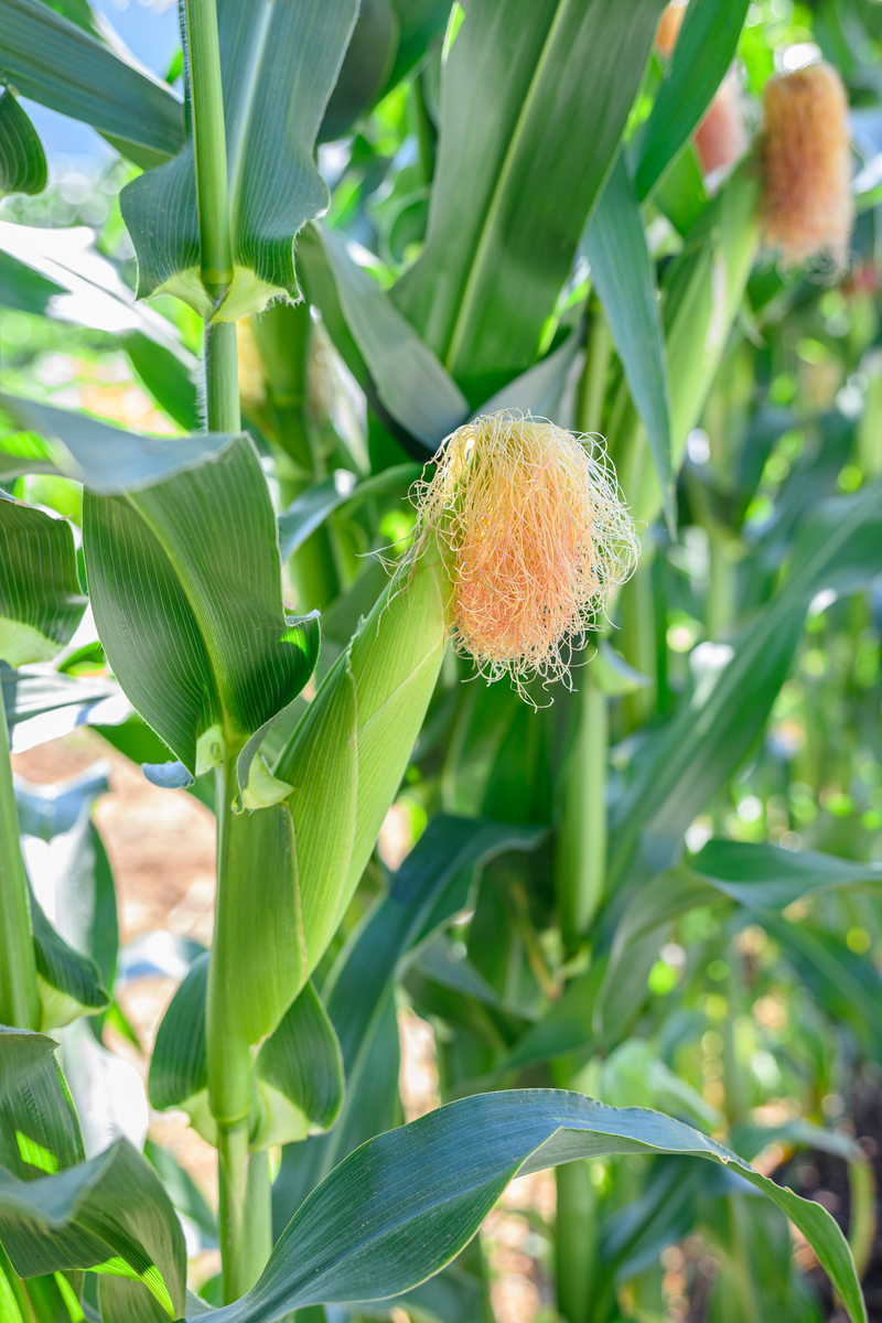 以下句子是一篇作物生理学方面文章的题目请帮我翻译成中文Positive response of maize husk traits for improving heat tolerance during flowering by alleviating husk inside temperature
