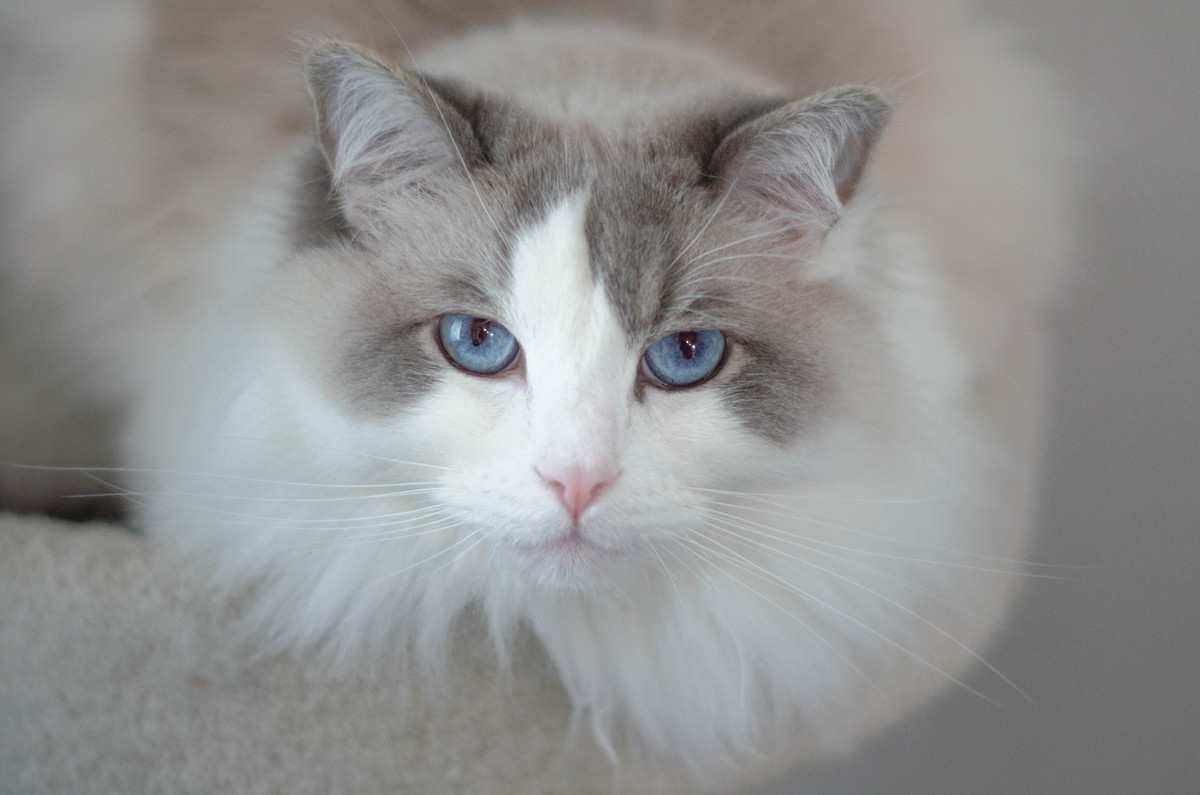 室内美丽的蓝眼睛布偶猫肖像