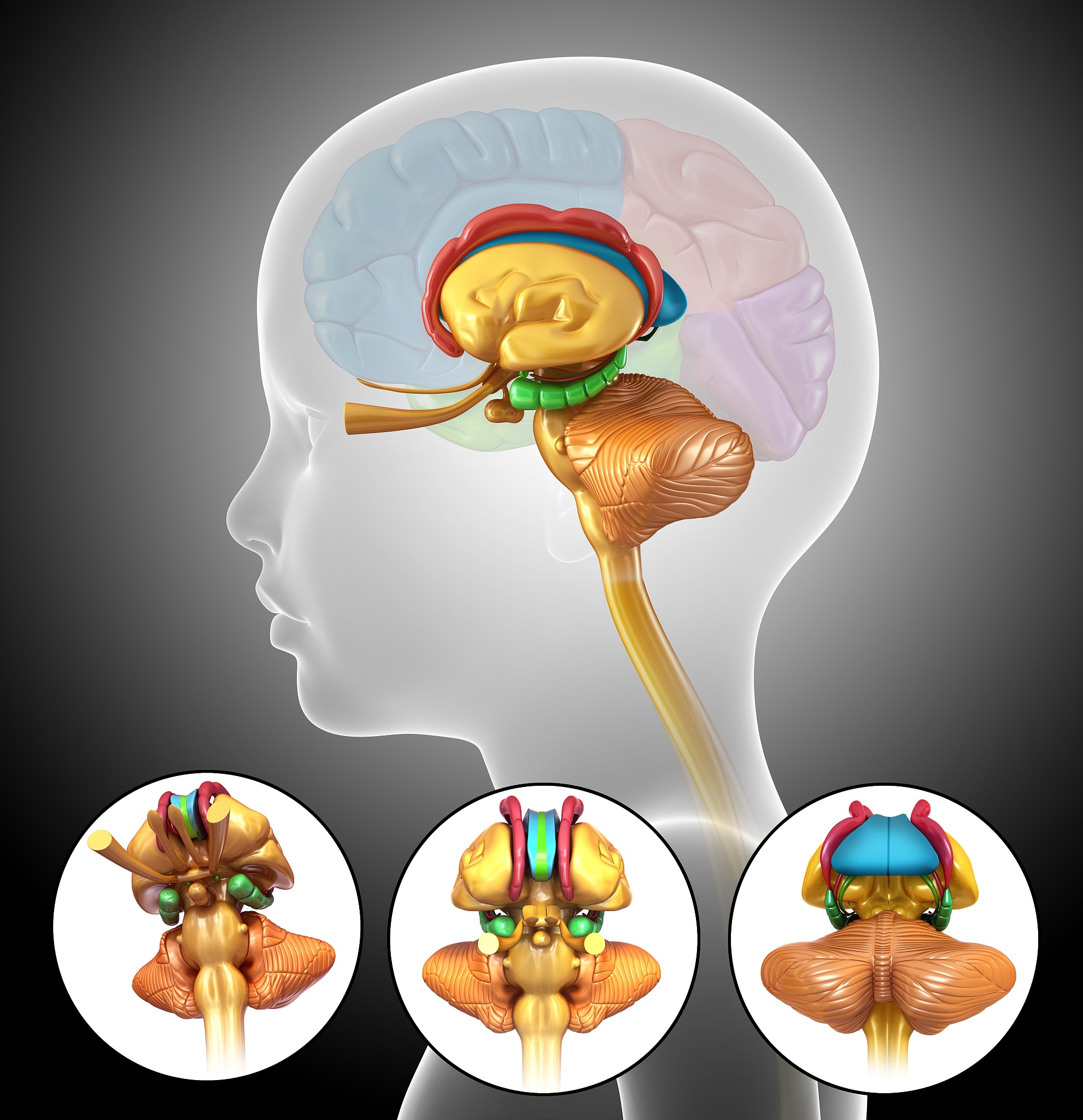 1布洛卡中枢即 。A听觉性言语中枢B视觉性言语中枢C运动性言语中枢D书写性言语中枢