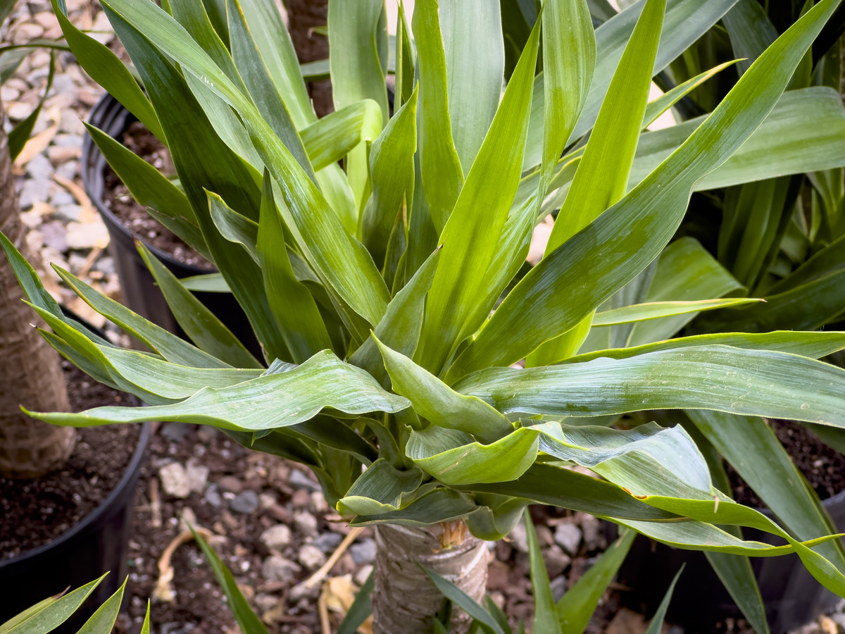 金边吊兰叶尖干枯怎么办？解决方法及预防措施 - 花草养护