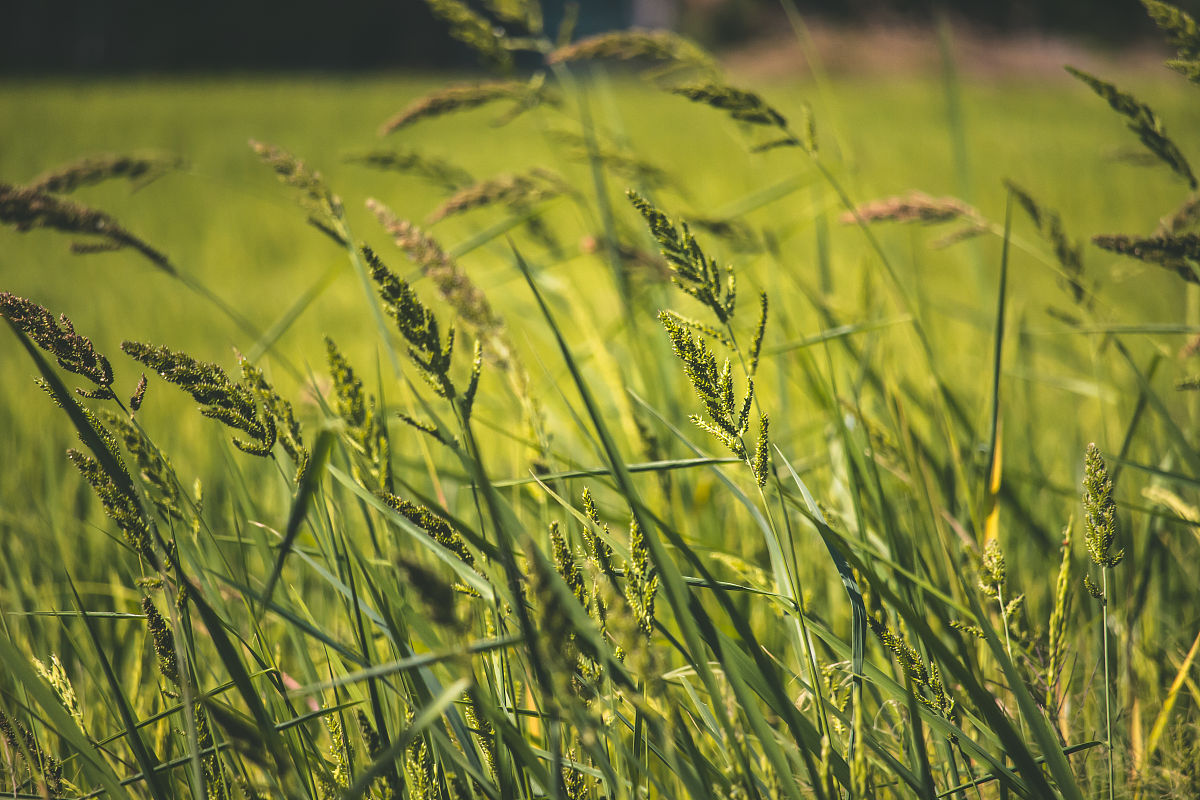 稻谷籽粒密度是指在一定容积内稻谷籽粒的质量。测量稻谷籽粒密度的方法如下： 1 水浸法：将一定质量的稻谷籽粒浸泡在水中待稻谷籽粒充分吸水后将其放入一个已知容积的容器中记录容器的质量和装有稻谷籽粒的容器质量。用容器的质量减去空容器的质量再除以容器的体积即可得到稻谷籽粒的密度。 2 筛分法：将一定质量的稻谷籽粒通过一组已知孔径的筛网进行筛分记录每个筛网上的稻谷籽粒质量和孔径。根据筛网孔径和稻谷籽粒质