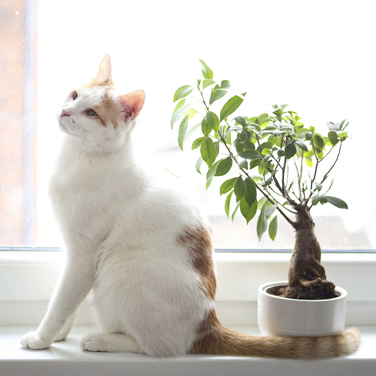 猫咪图片描述、标题和文案生成器：打造吸睛内容