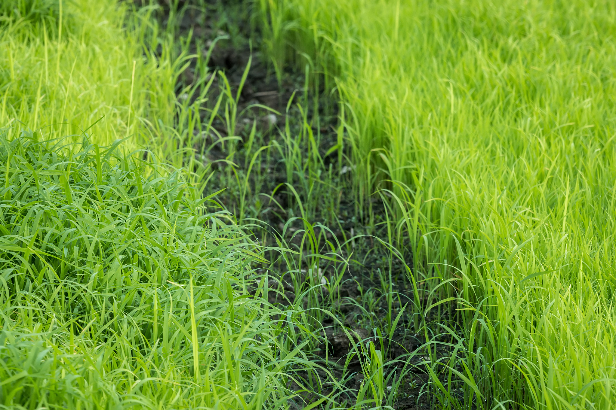 碧草藉地是什么意思？ - 诗词典故中的美丽景象