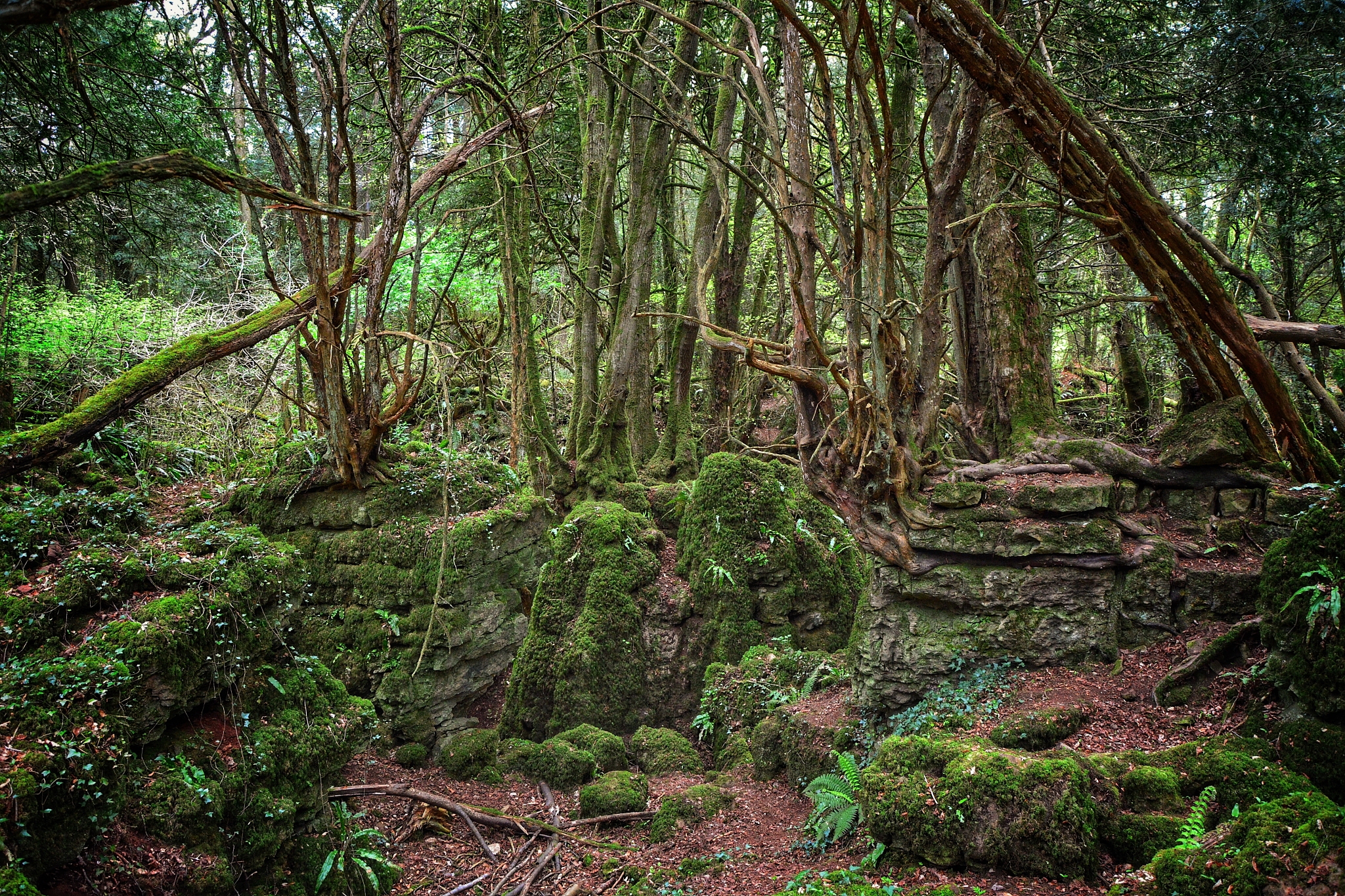 原始森林：人类文明的摇篮，文化传承的根基