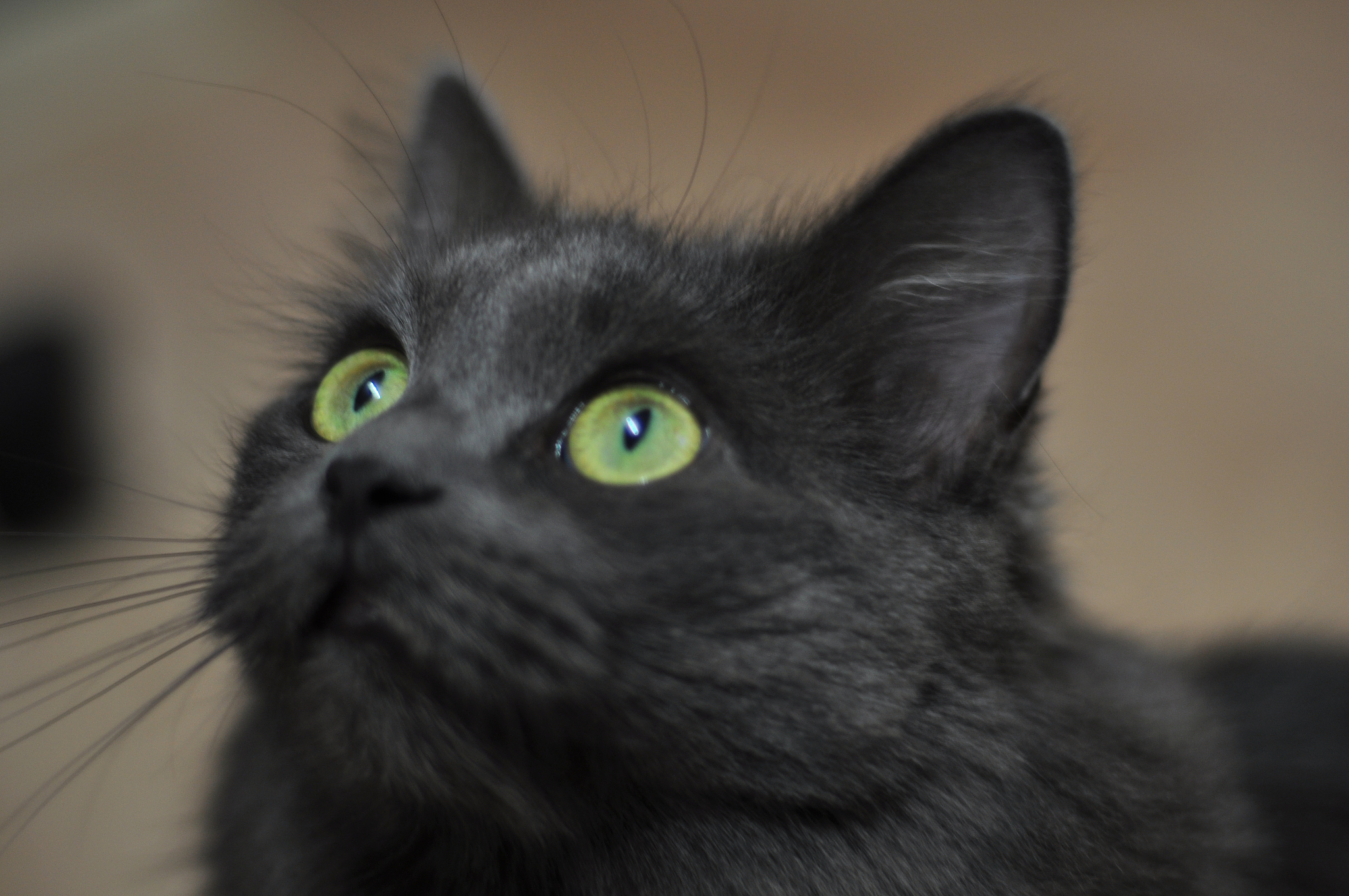 cat masha