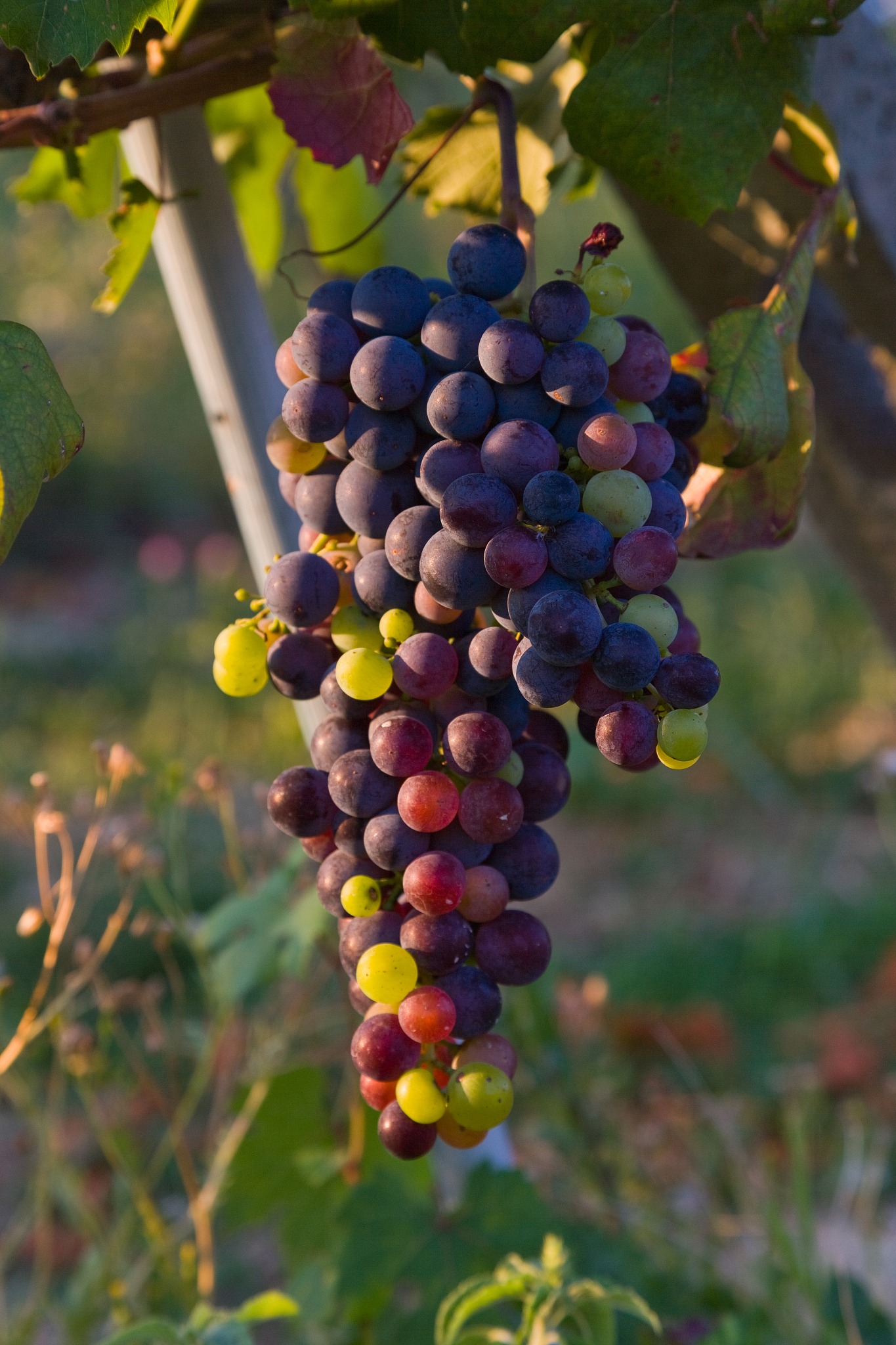 介绍一下葡萄酒的主要产区