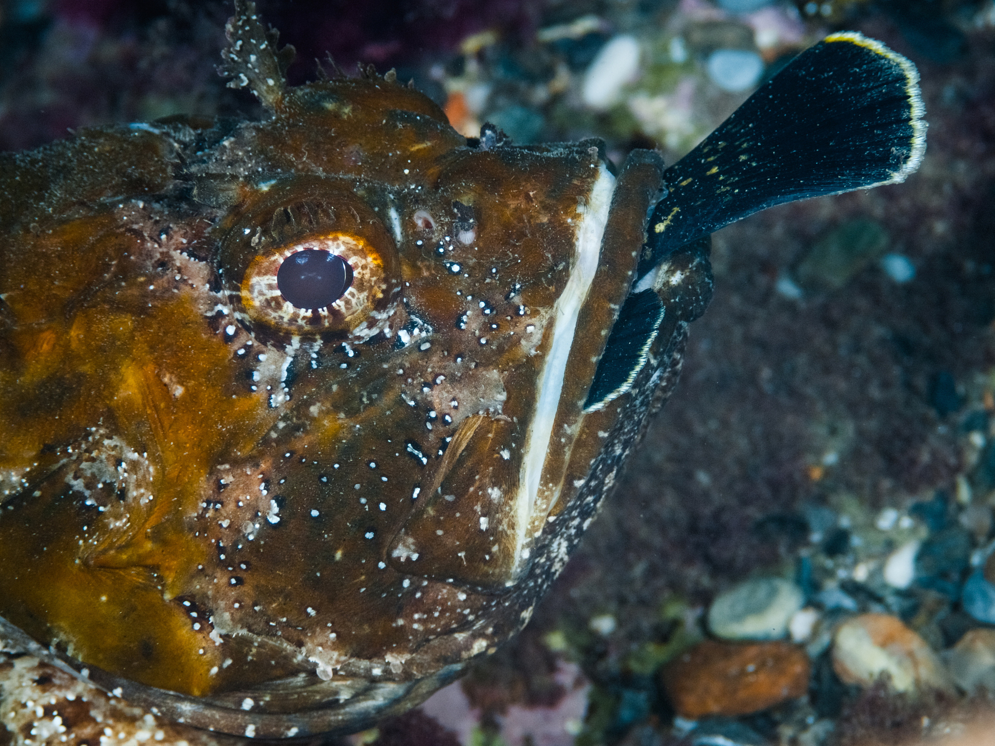 请用中文修改润色下面的文字可以适当扩写使其结构合理逻辑清晰请使用书面学术用语：根据图2-4所示在黑石礁岩相潮间带的5个采样断面中不同潮位下大型底栖生物、大型海藻和大型底栖动物的种类数呈现出不同的变化规律。这可能与生物在不同潮位下的适应环境和生活习性有关。在不同潮位下大型底栖生物种类数在低潮带最多为1020±286种而在高潮带和中潮带分别为955±361种和995±417种是低潮带种类数的936和9