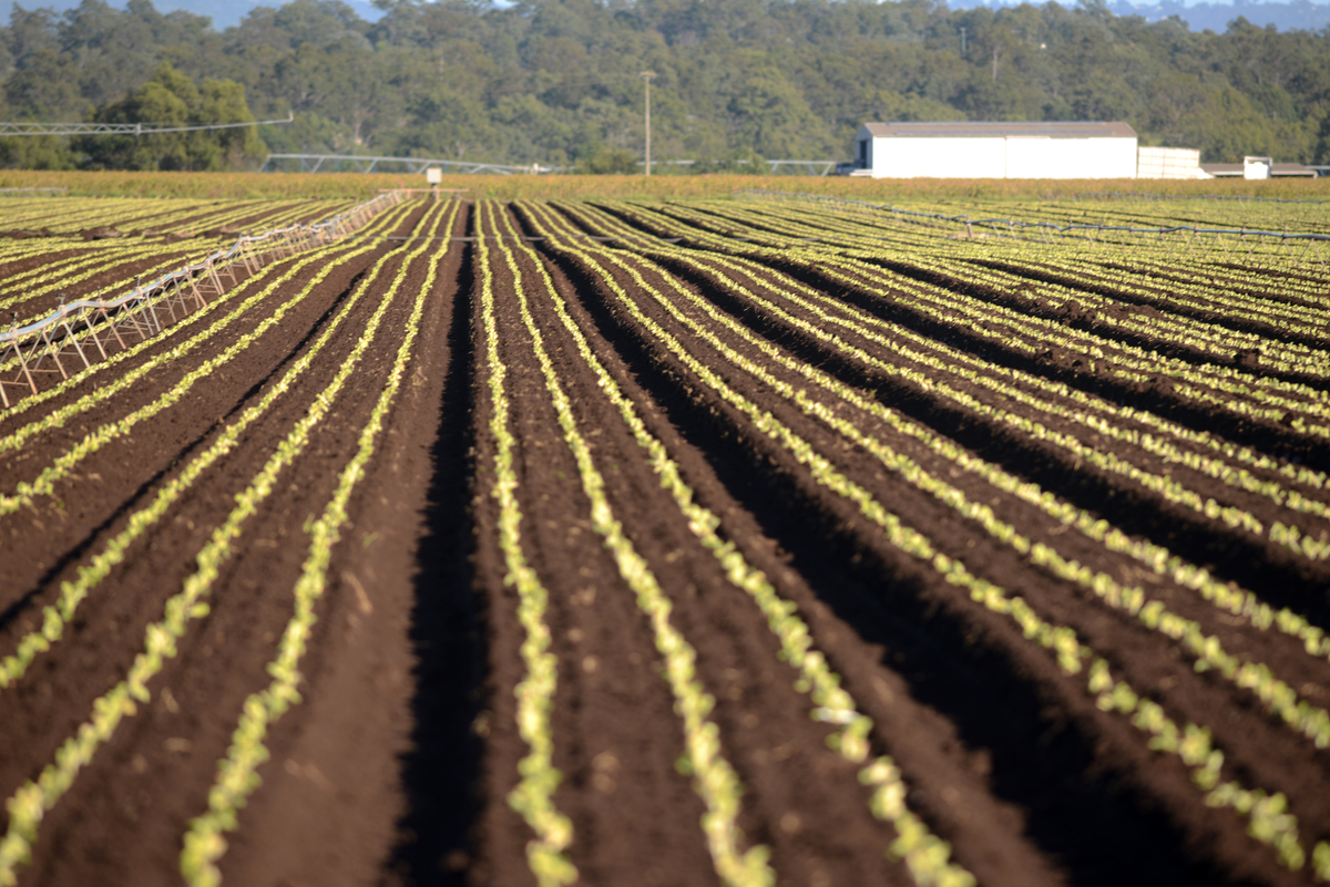 Spring Frost Intensification: A Growing Threat to Crop Yields
