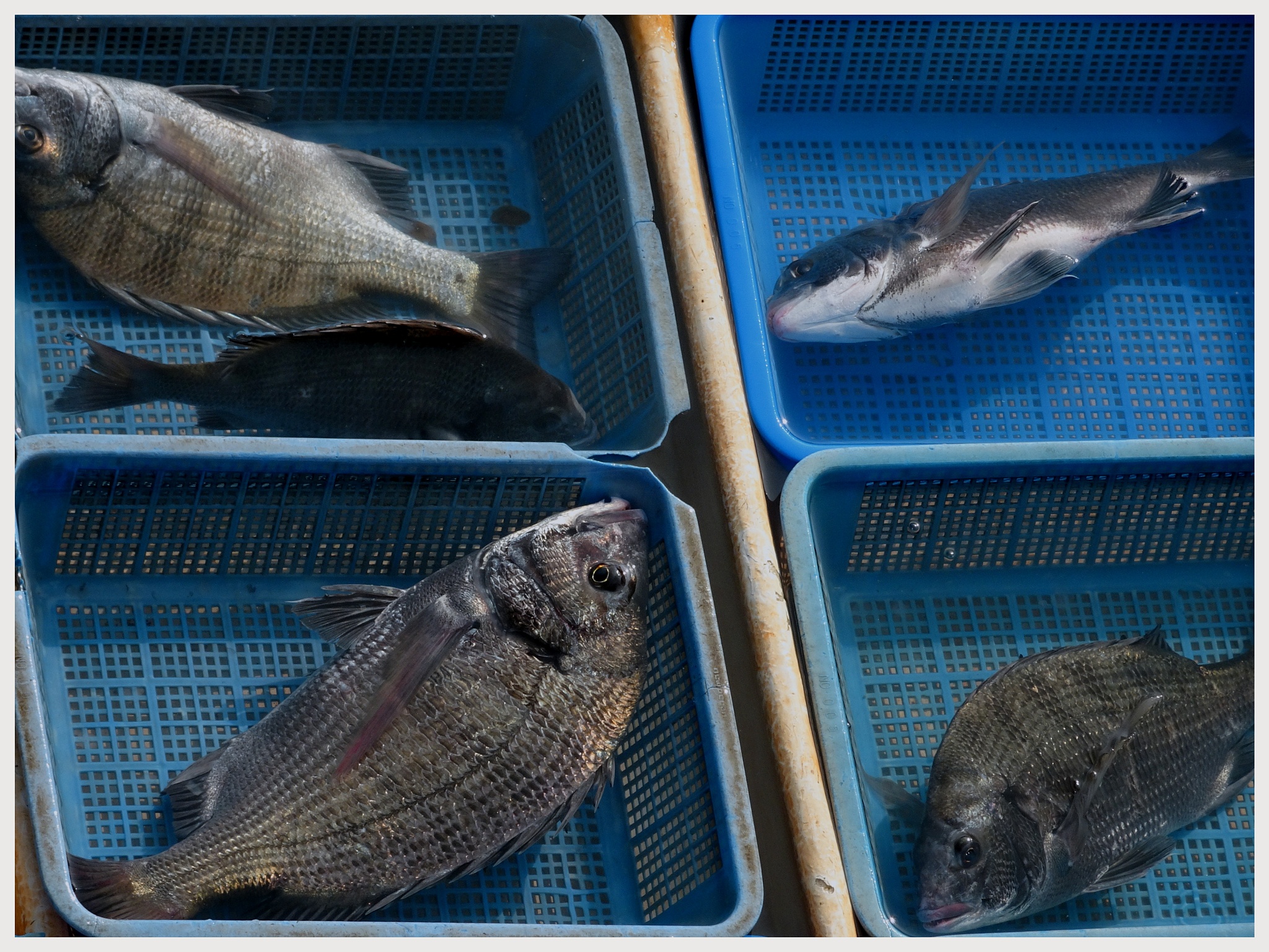哪种鱼刺少？鱼钩、叉尾鮰、海鲈鱼、湄公鱼对比