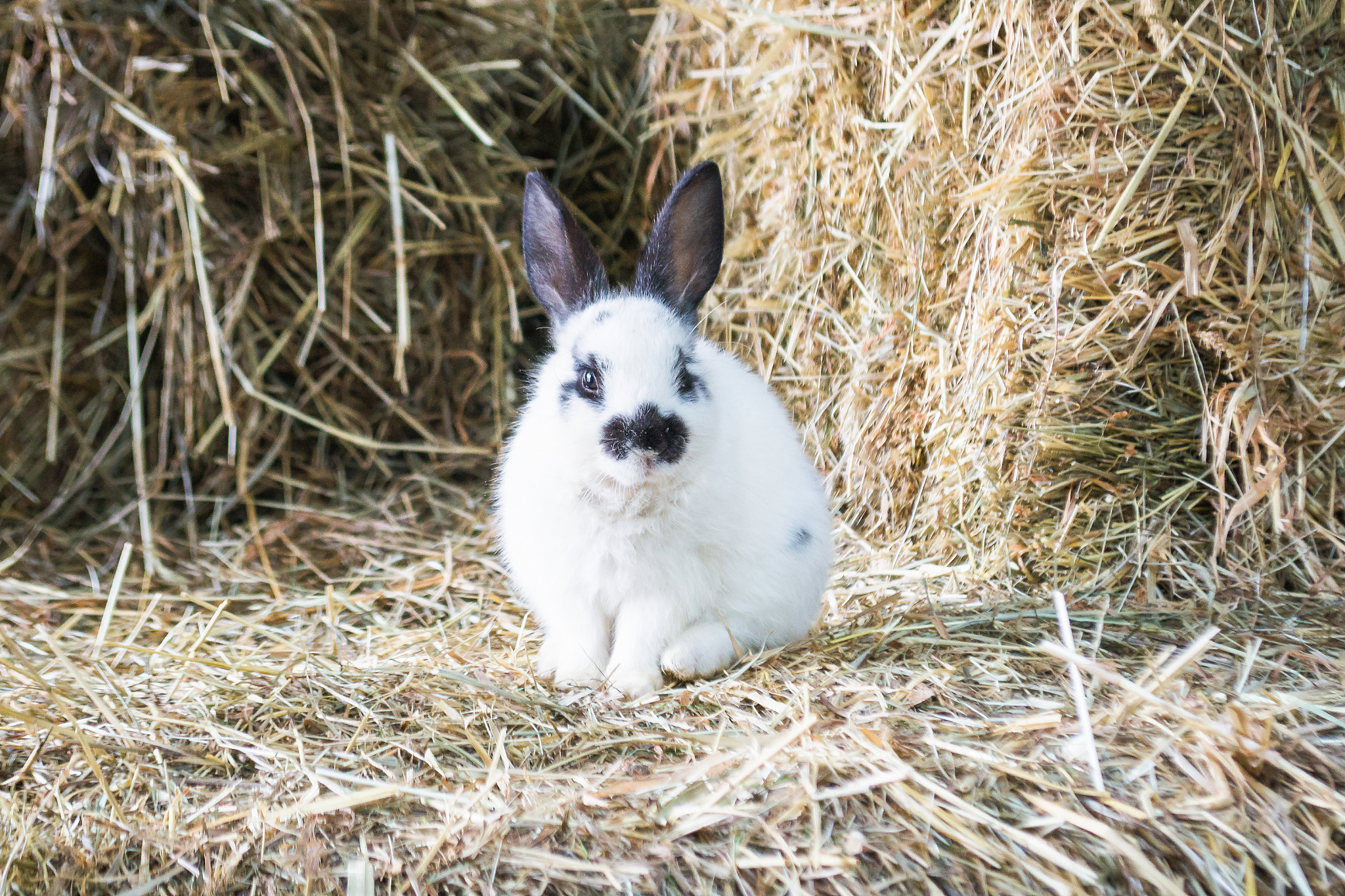 食草动物中长得可爱的