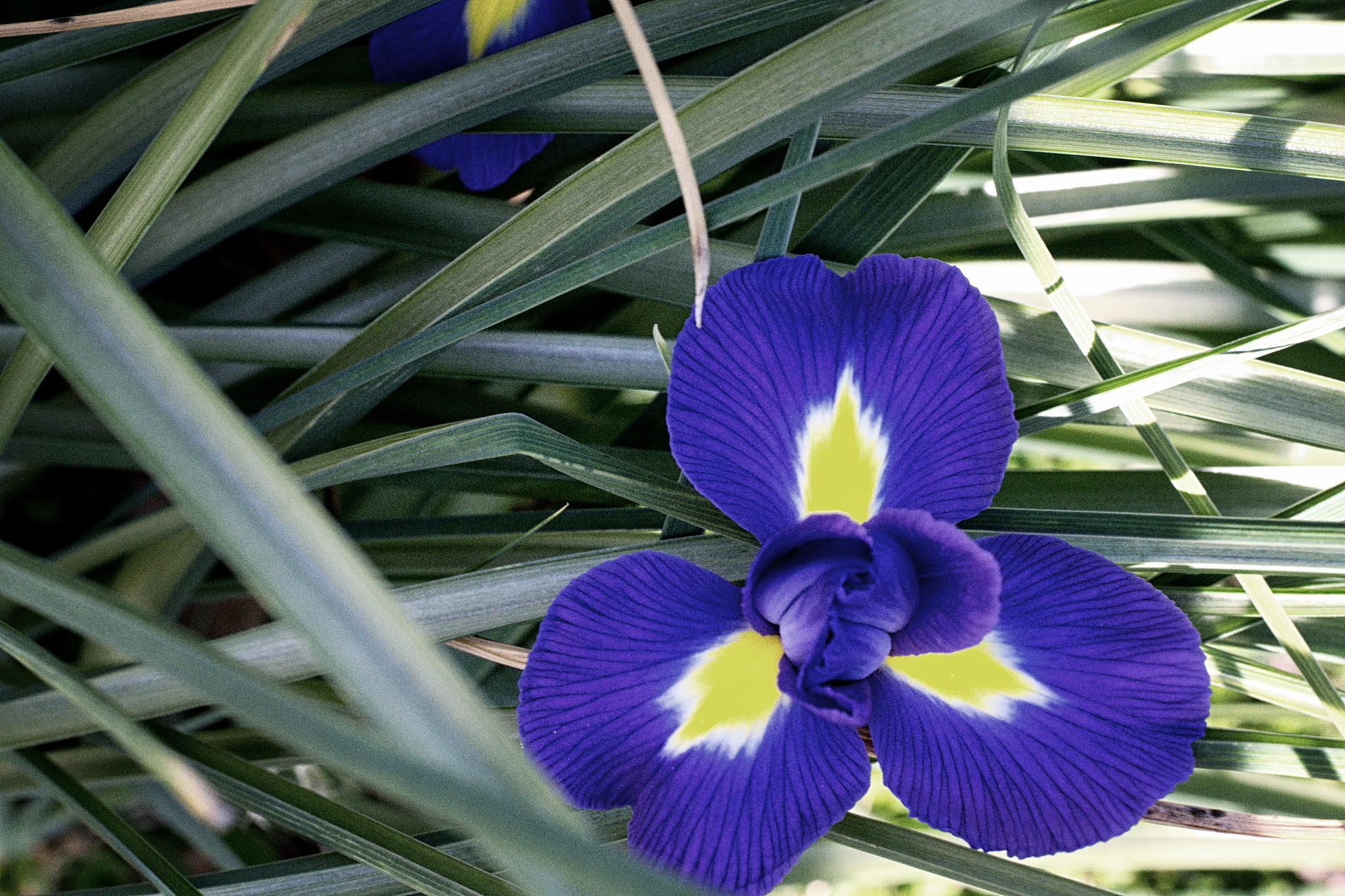 blue and yellow garden iris in bloom