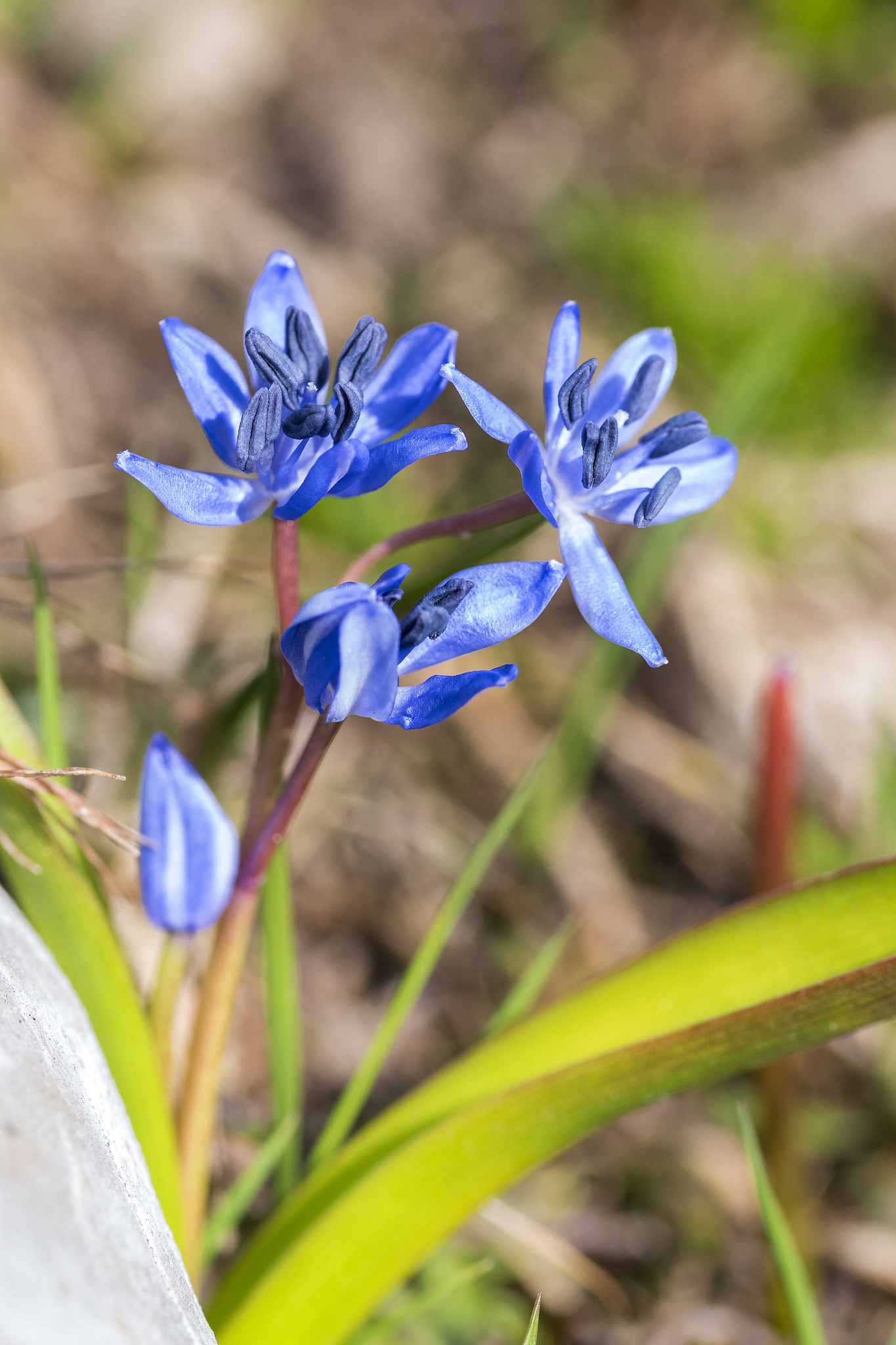 spring flower