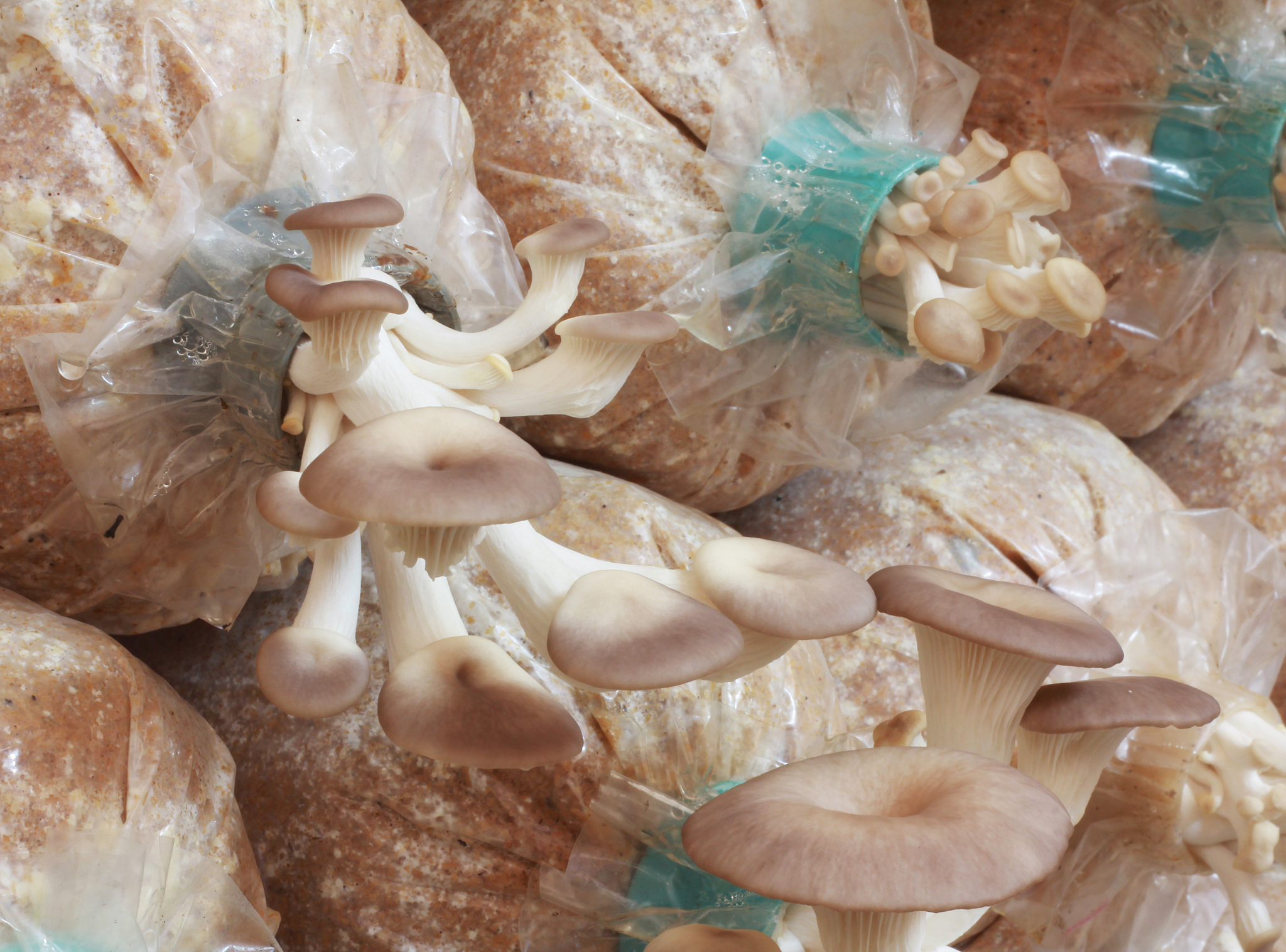 将中文句子翻译为英文段落使更加学术化：本章旨在研究香菇多糖对于免疫抑制小鼠肠道菌群的影响。根据体内试验研究结果发现LNT能够显著提高肠道派氏淋巴结中的CD4+、CD8+T淋巴细胞的数量和比例考虑到肠道菌群与免疫之间具有密切关系因此本章内容从肠道菌群角度进一步分析LNT提高免疫水平的机理。