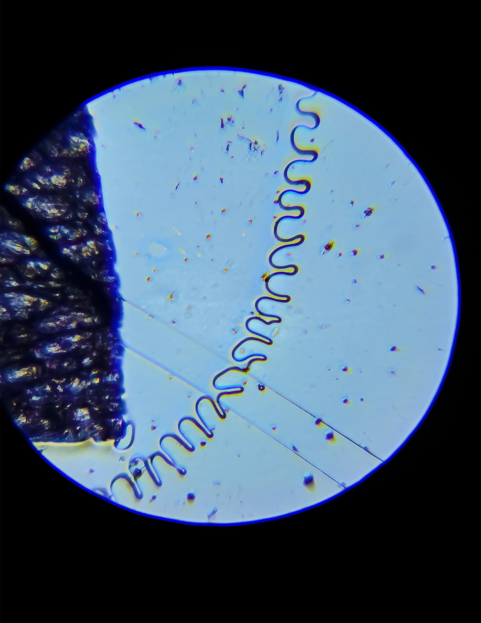 Cell Host & Microbe期刊推荐：探索宿主-微生物互作研究前沿