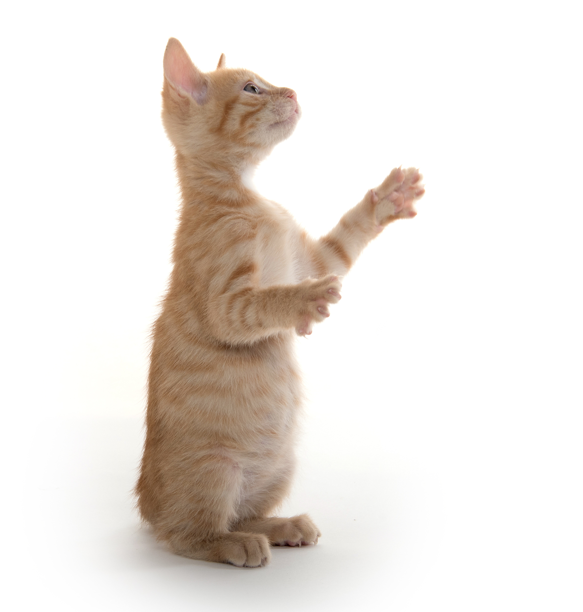 趣味谜语：猜猜我是谁？