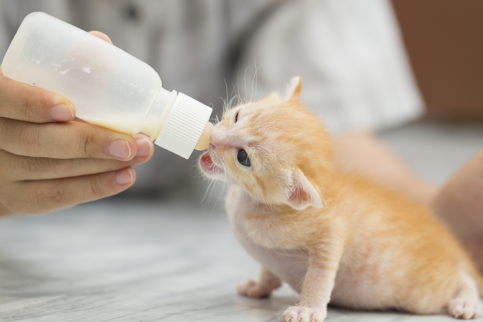 给猫咪喂奶粉的正确方法？1 选择适合猫咪年龄和健康状况的奶粉：不同年龄段的猫咪需要不同类型的奶粉而有些猫咪可能会对某些成分过敏因此在选择奶粉时需要仔细查看成分表。2 准备奶瓶和奶嘴：选择适合猫咪嘴型和大小的奶瓶和奶嘴以确保猫咪能够顺利地吸食奶粉。3 清洁消毒：在每次喂食前需要将奶瓶和奶嘴用热水和洗洁精清洗干净并用开水或消毒液消毒。4 按照奶粉包装上的指示配制奶粉：通常需要将奶粉和温水混合确保奶粉充