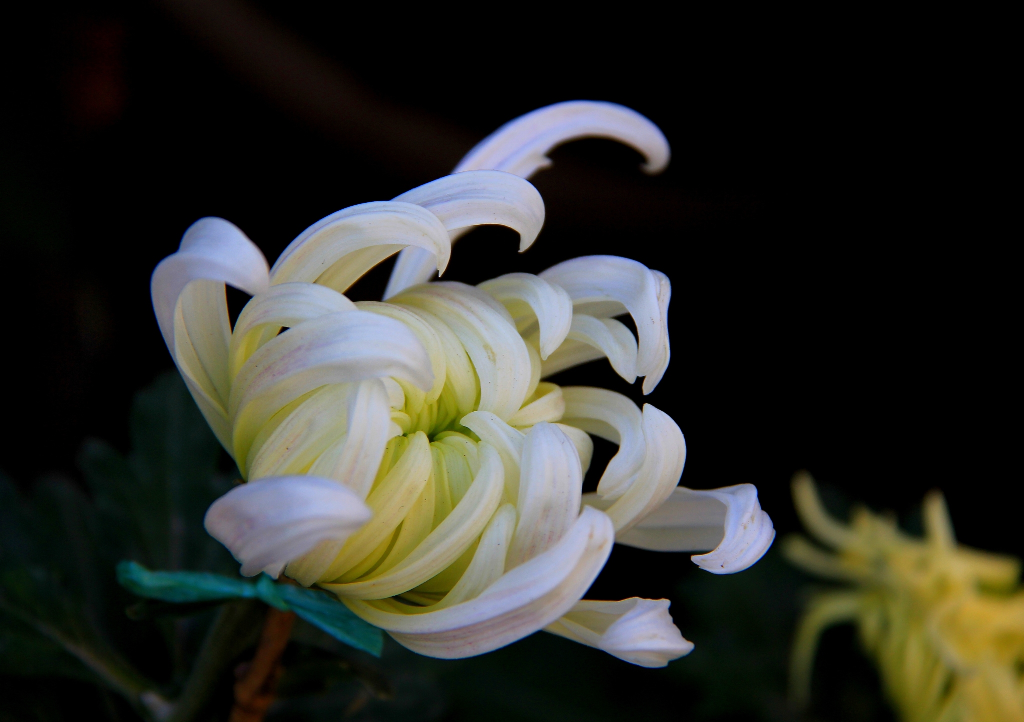 而她的梦想就是成为下一个无败三冠马娘即在臯月赏日本德比和菊花赏上接连取得胜利且之前的所有比赛都要夺冠。因为这三场赛事一生只能参加一次所以具有极高的含金量三冠也几乎是所有马娘的梦想。在帝王的努力下她已经以不败的战绩成功赢得臯月赏和日本德比的冠军距离无败三冠只差最后一场菊花赏。把这段话翻译成日语