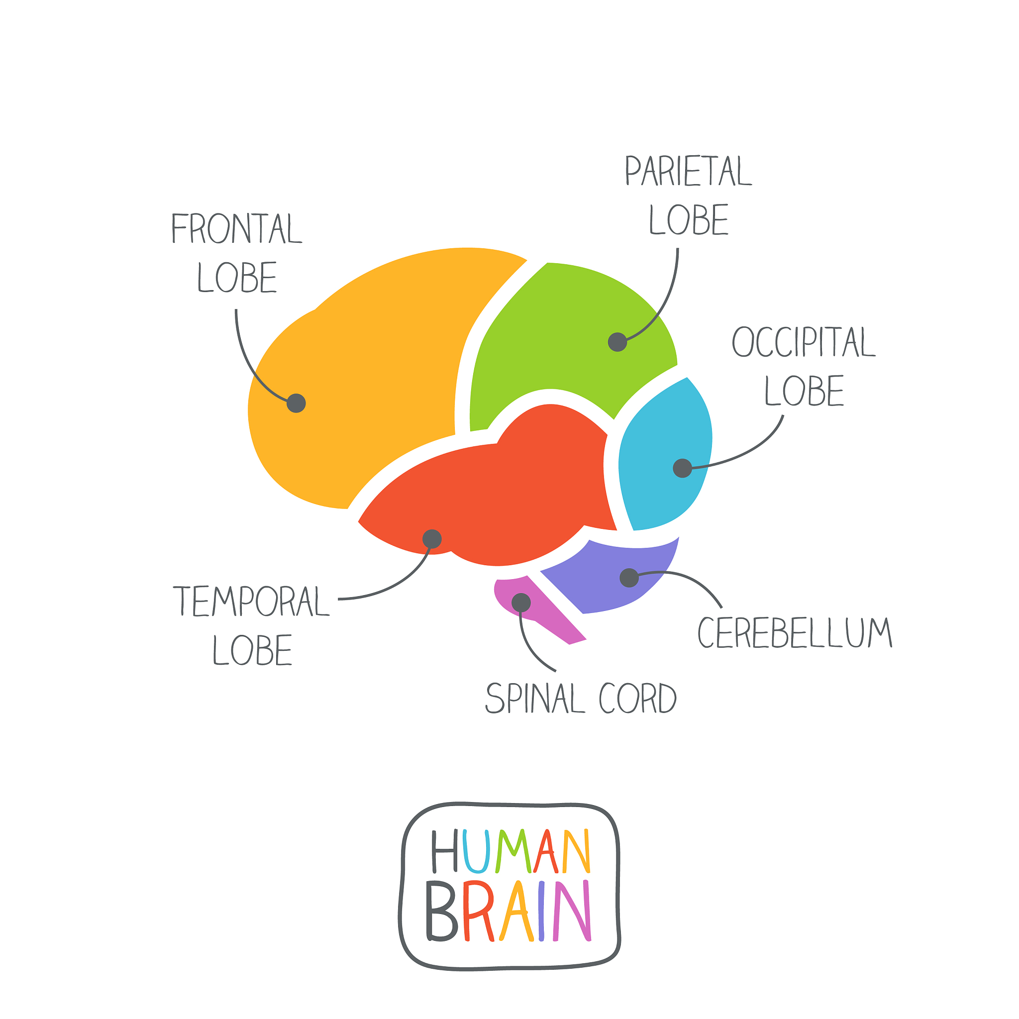 TextThe idea1 that humans only use 10 of their brain capacity is untrue5 according to a recent article6 The human brain is complex7 and fascinating but it differs8 greatly from that of other animals a