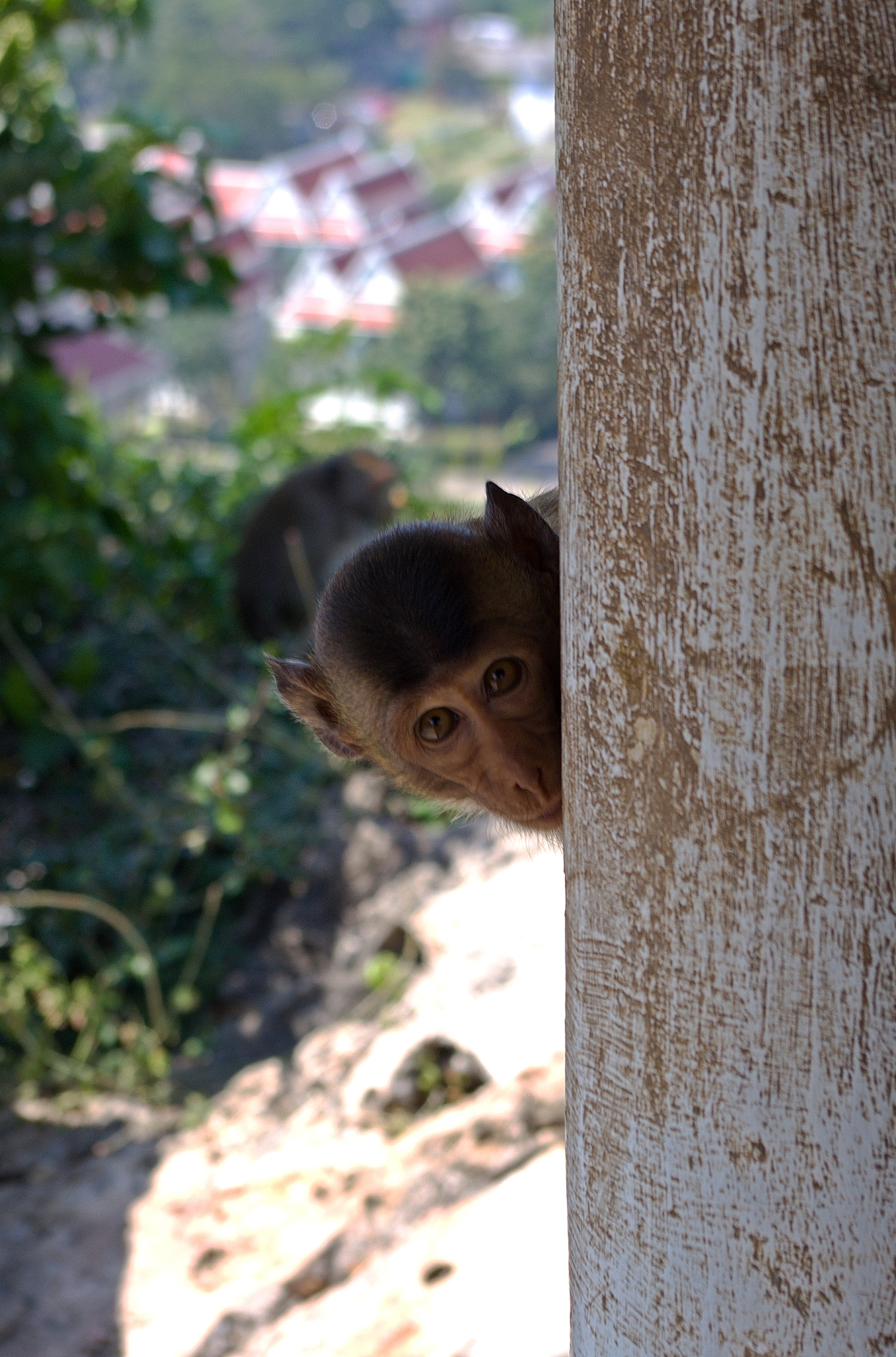 maksud tajuk lagu piledriver waltz